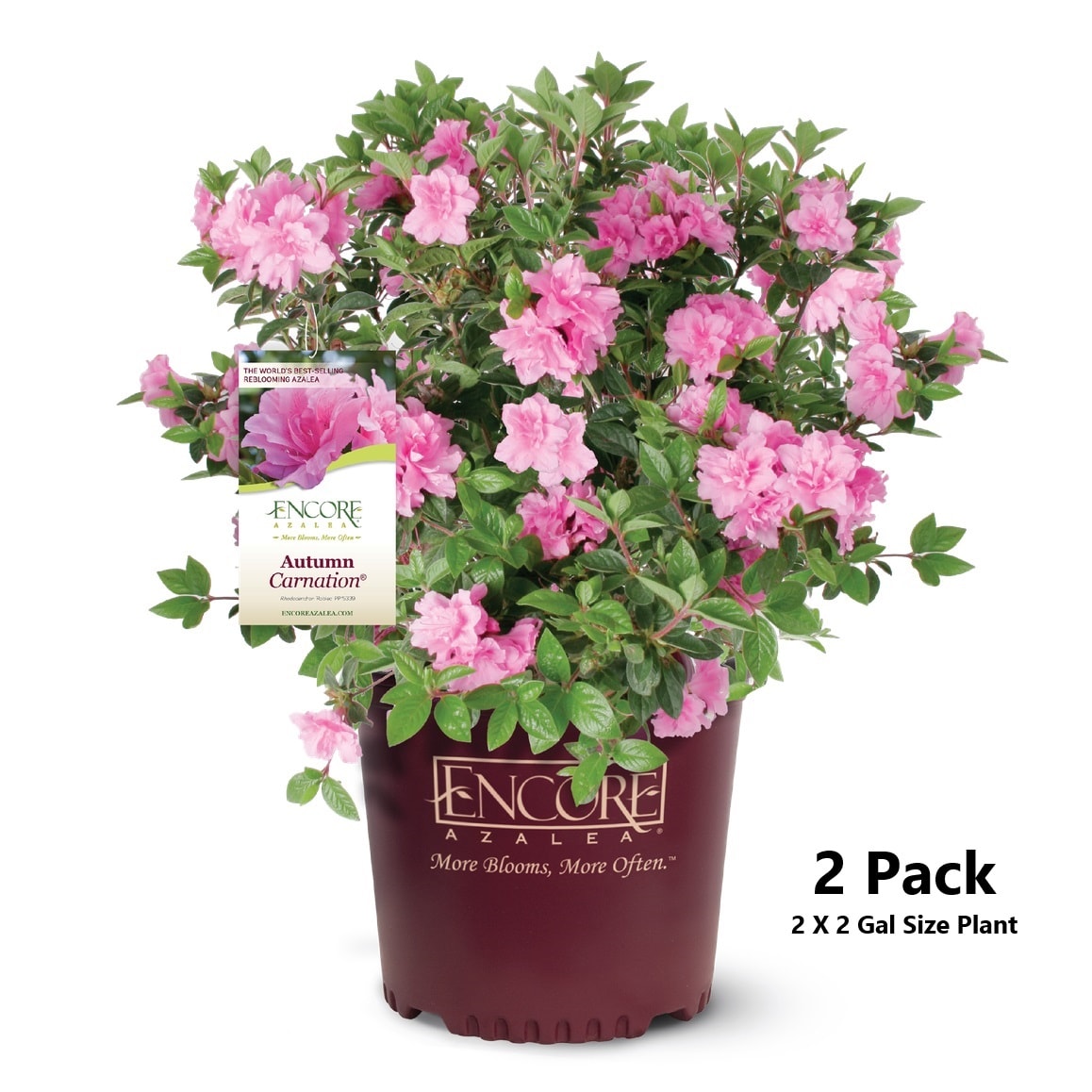 Encore Azalea 80392-2 Autumn Carnation Azalea Flowering Shrub in 2 -Gallon Pot 2.0 -Pack with Pink Blooms