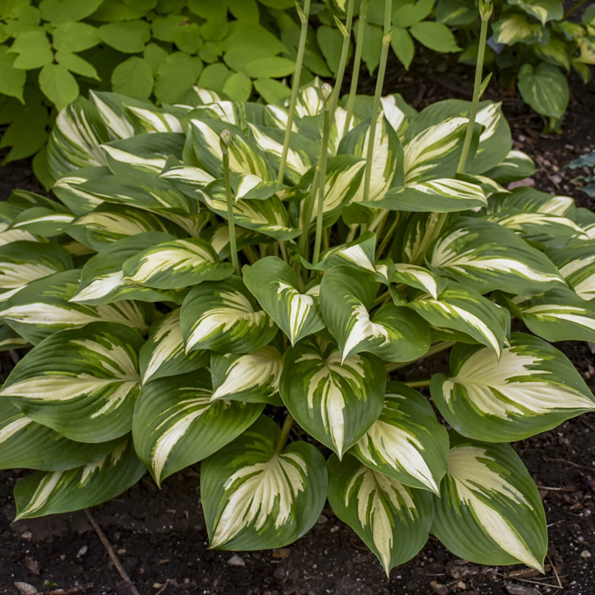Proven Winners HOSPWP2136102 White Shadowland 'Miss America' Hosta Plant in 1 -Gallon Pot 1.0 -Pack