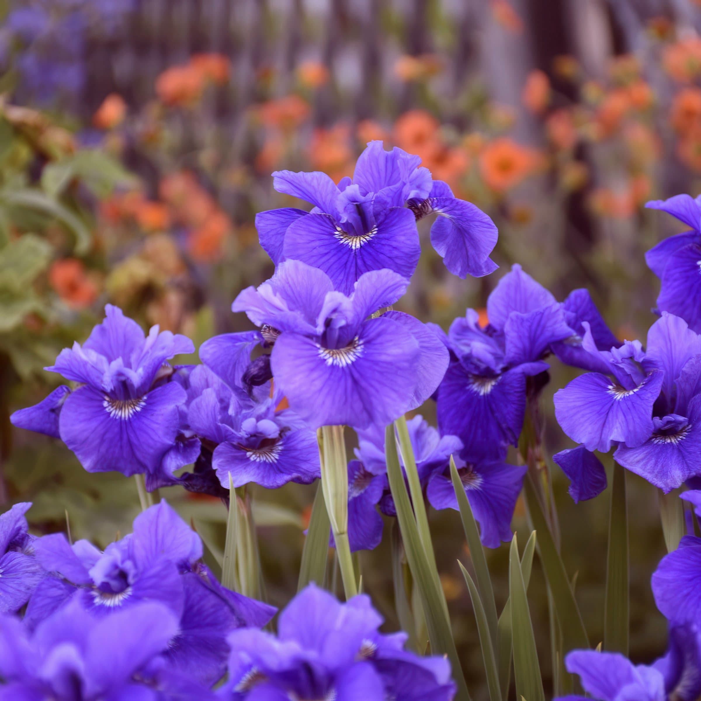 National Plant Network LW2152 Violet Iris Ruffled Velvet Plant in 3 -Pack Bareroot 3 -Pack