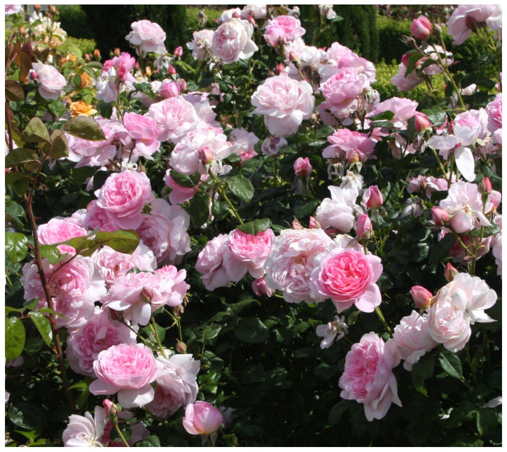 National Plant Network LW1414 roses - View #3