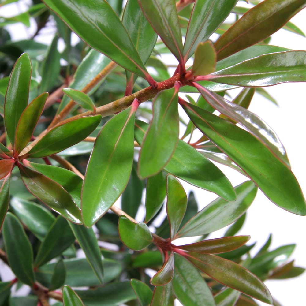 Southern Living Plant Collection 55043-1 shrubs - View #6