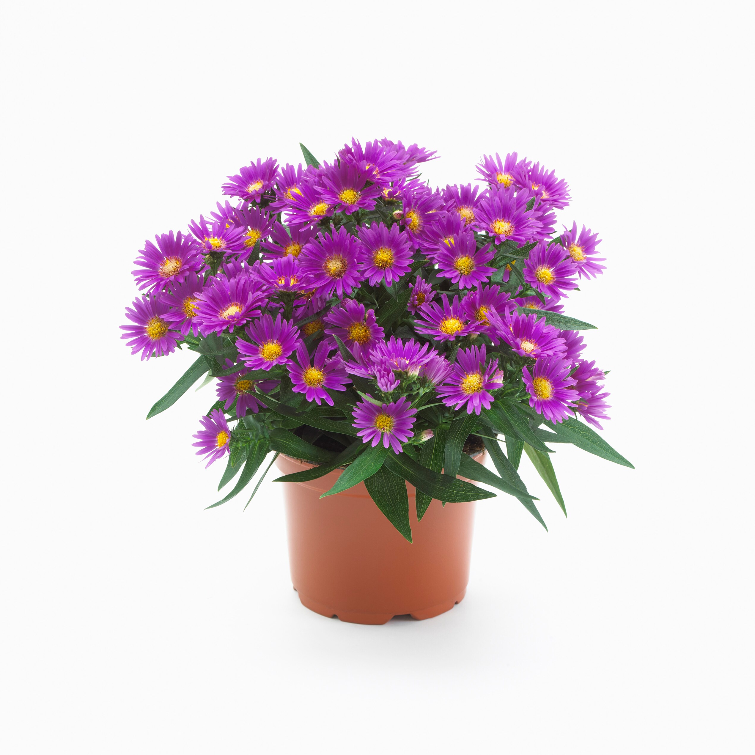  1176 perennials - View #2