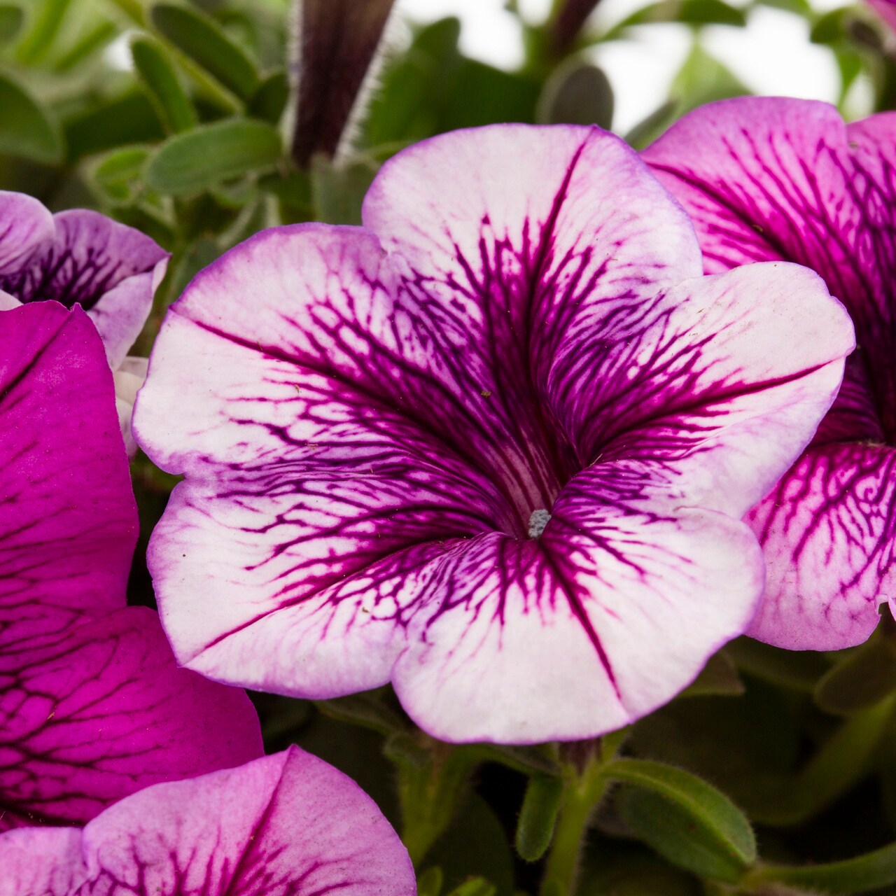 Monrovia 5002 annuals - View #2