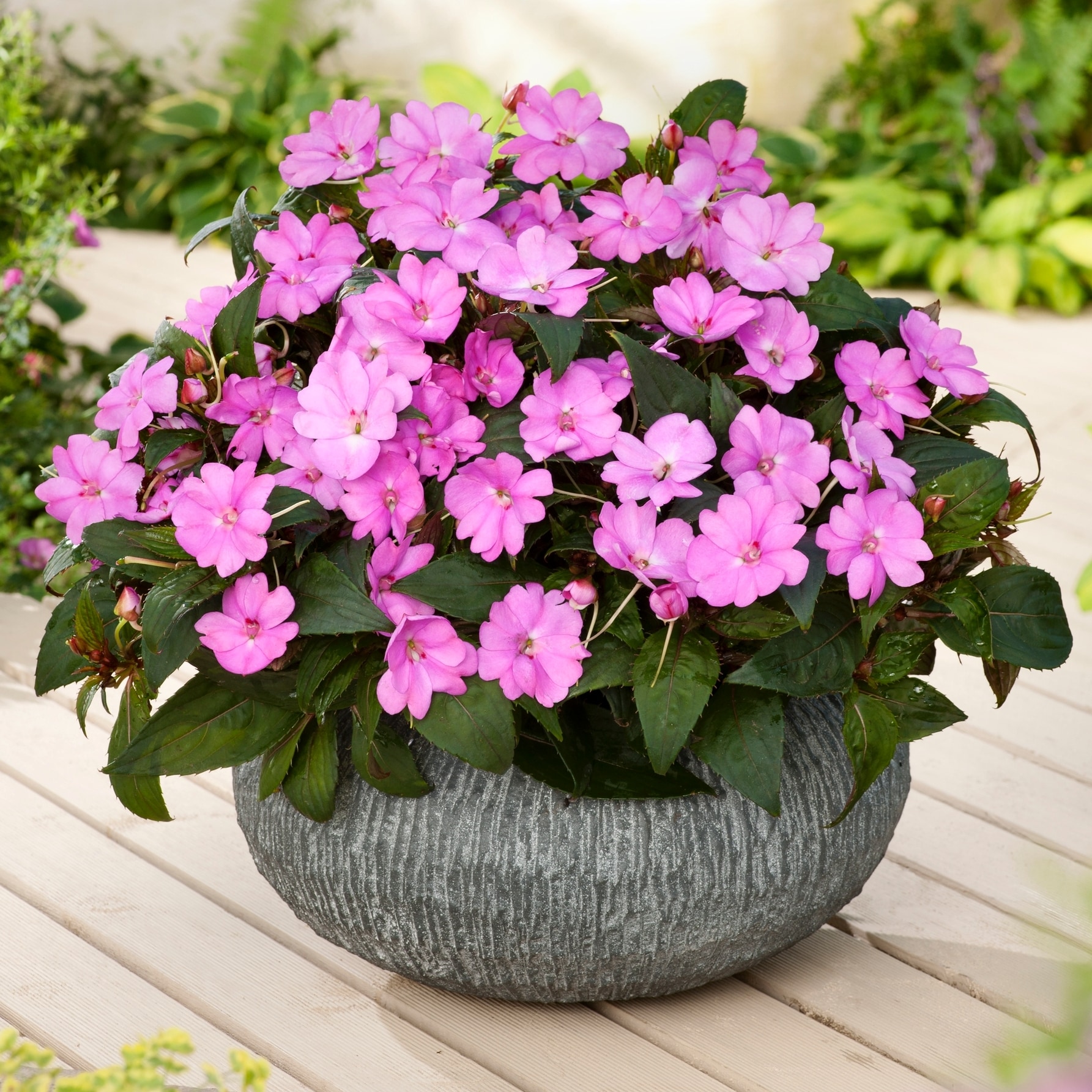National Plant Network LW1463 annuals - View #2
