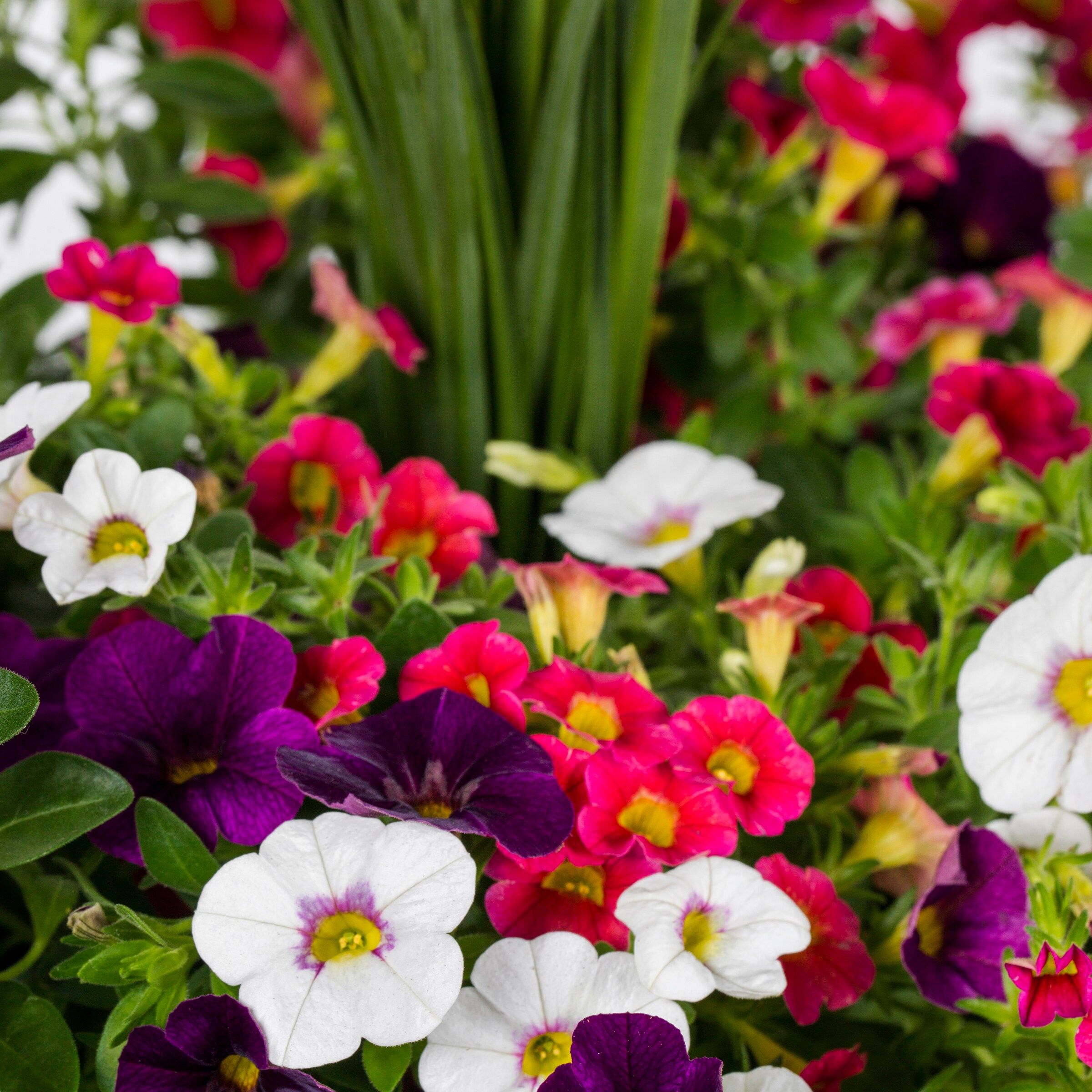 Ready Refill NURSERY annuals - View #2