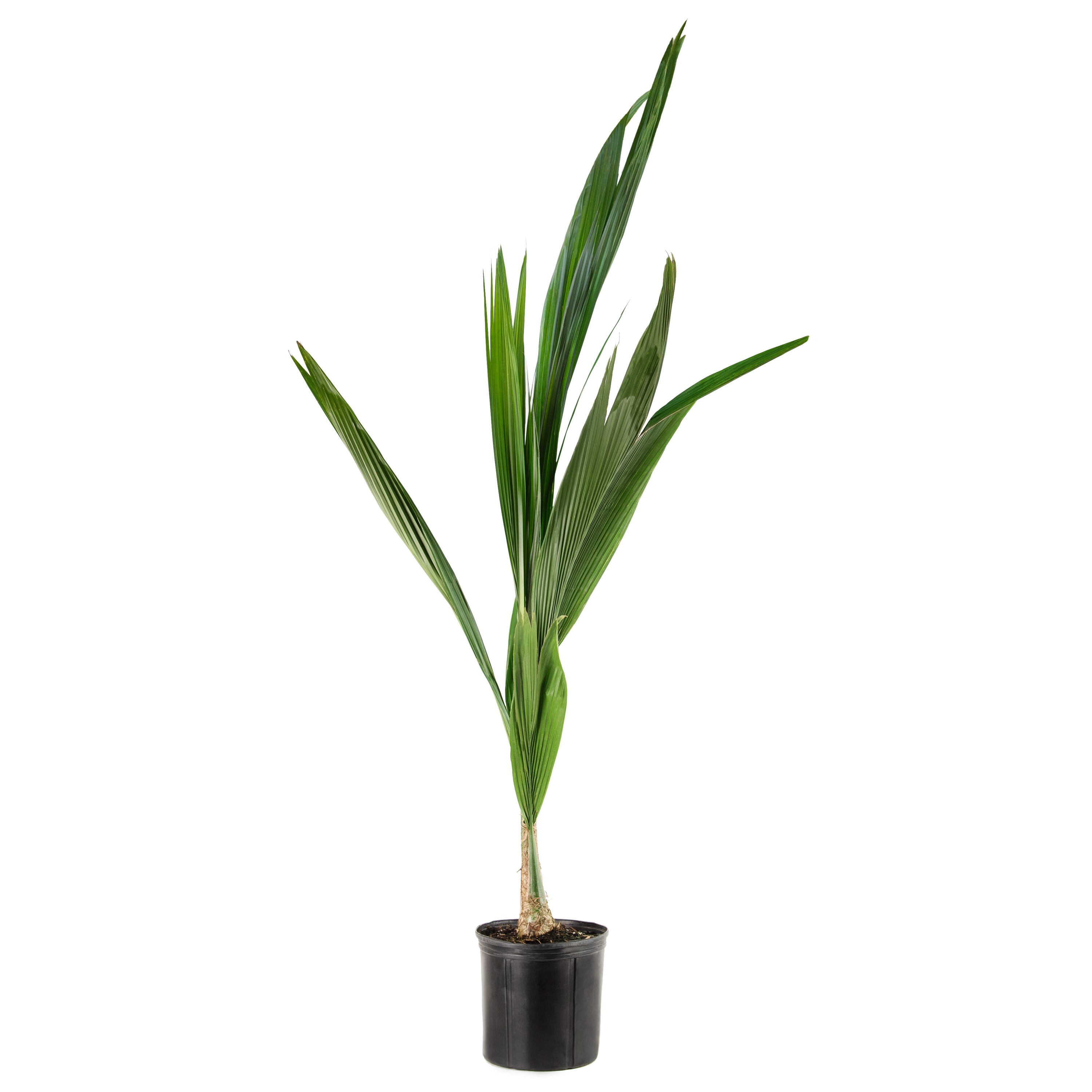 Queen palm Plants, Bulbs & Seeds at Lowes.com