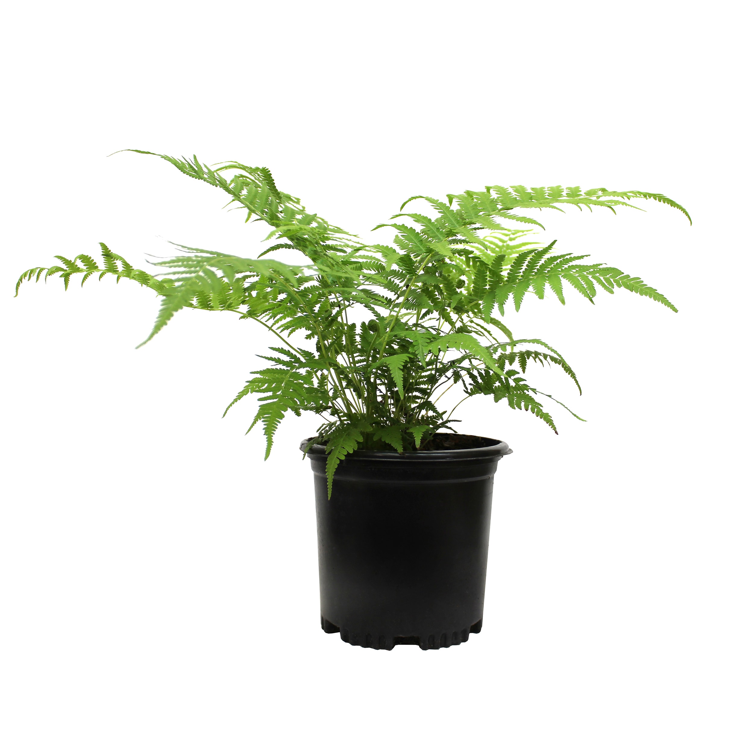 Altman Plants 0881296 Southern Wood Fern Plant in 2.5 -Quart Pot 1.0 -Pack