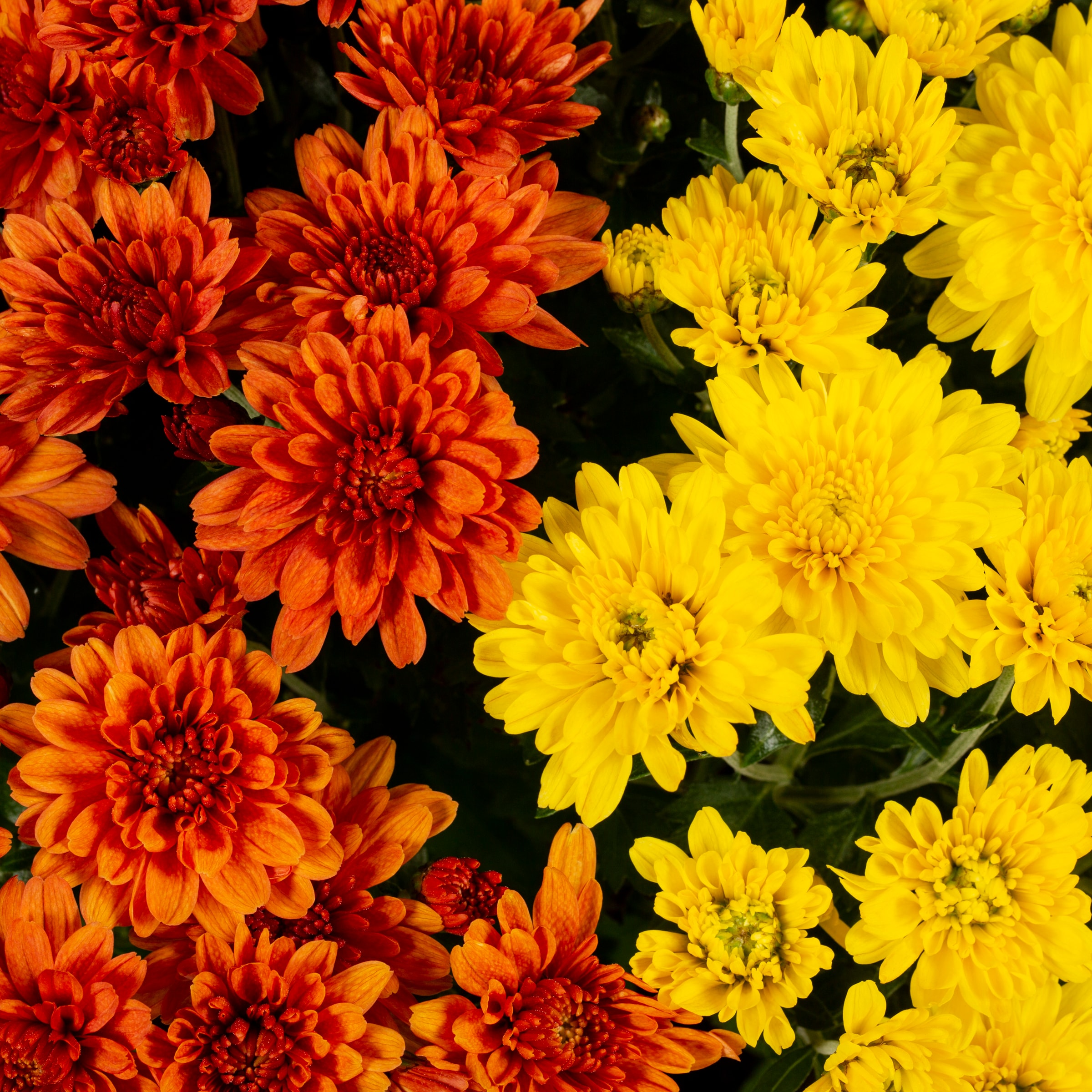 Ready Refill 4381 annuals - View #2