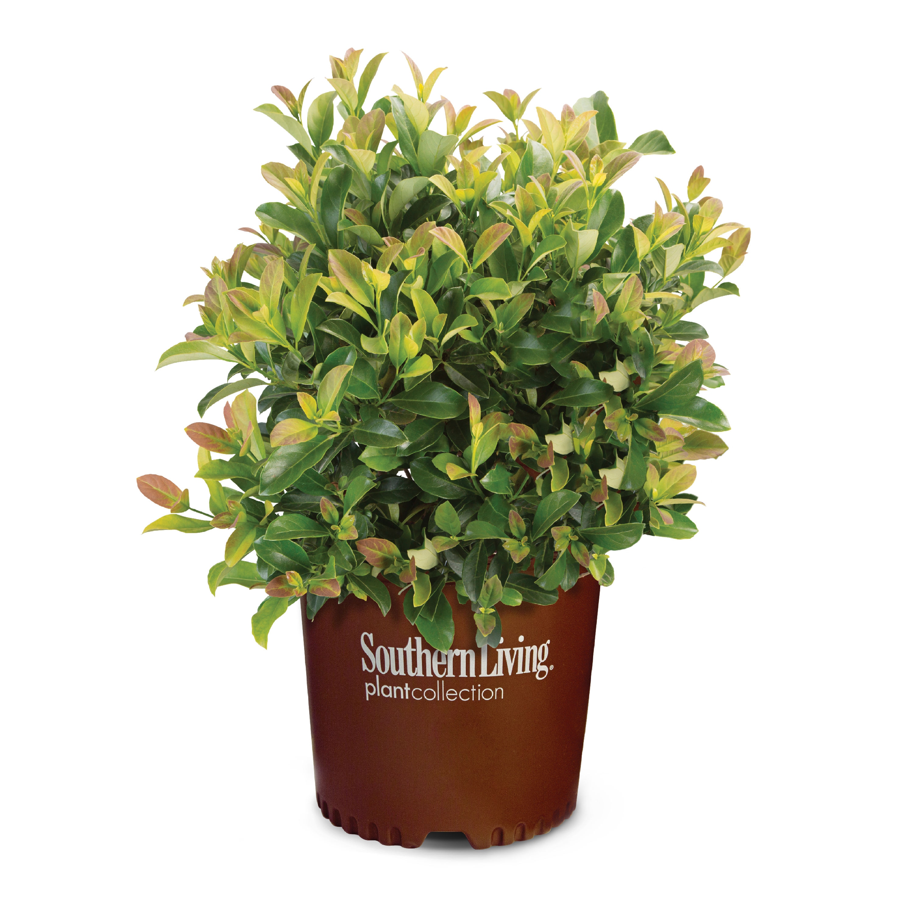 Lowe's White Sugar Cookie Sweet Viburnum Accent Shrub in 3.58-Gallon ...