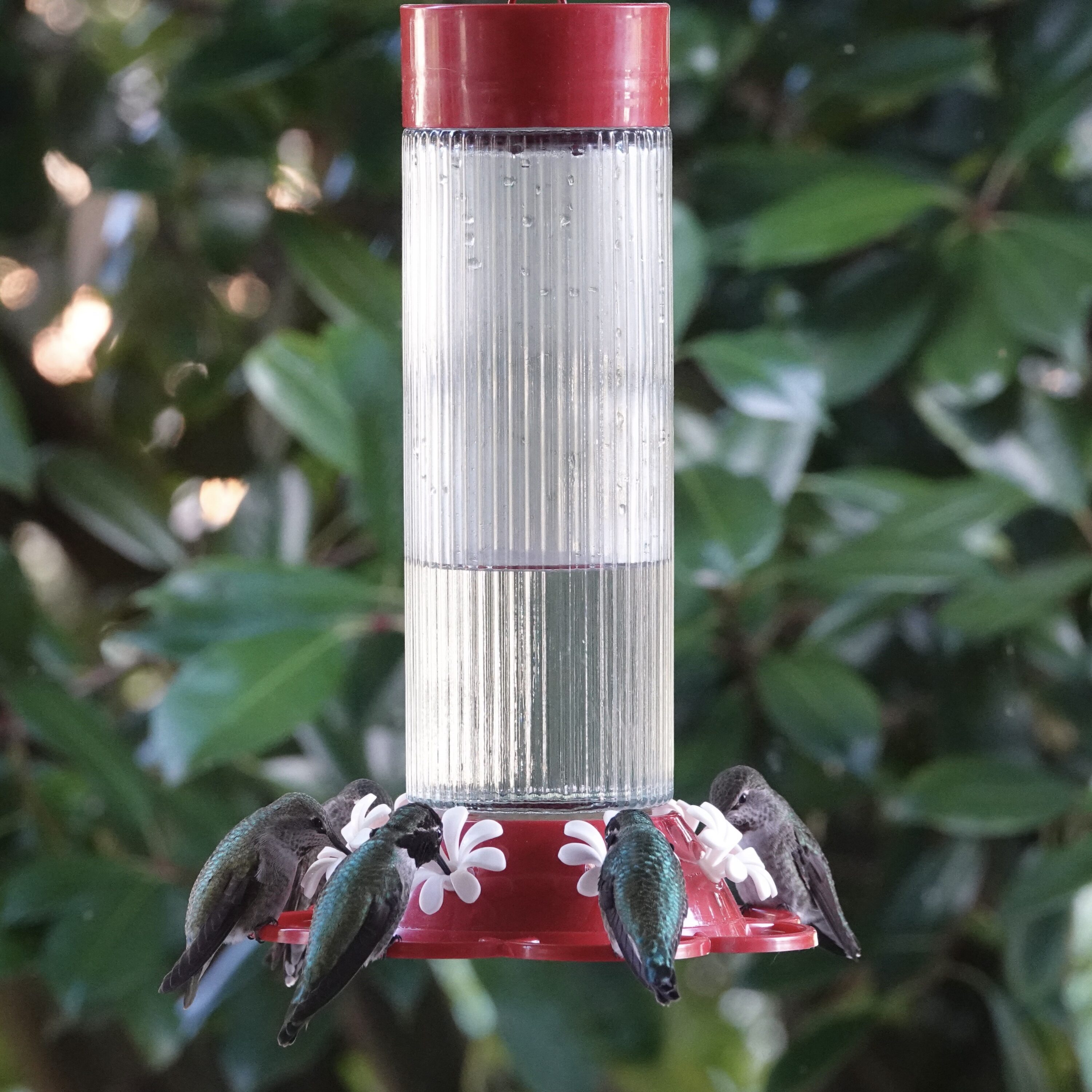 Wild Wings WWTGF5 Bird-Feeders - View #3