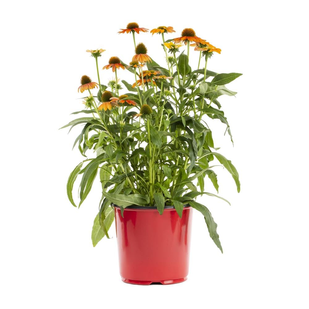 Lowe's NURSERY Multicolor Coneflower Plant Pot