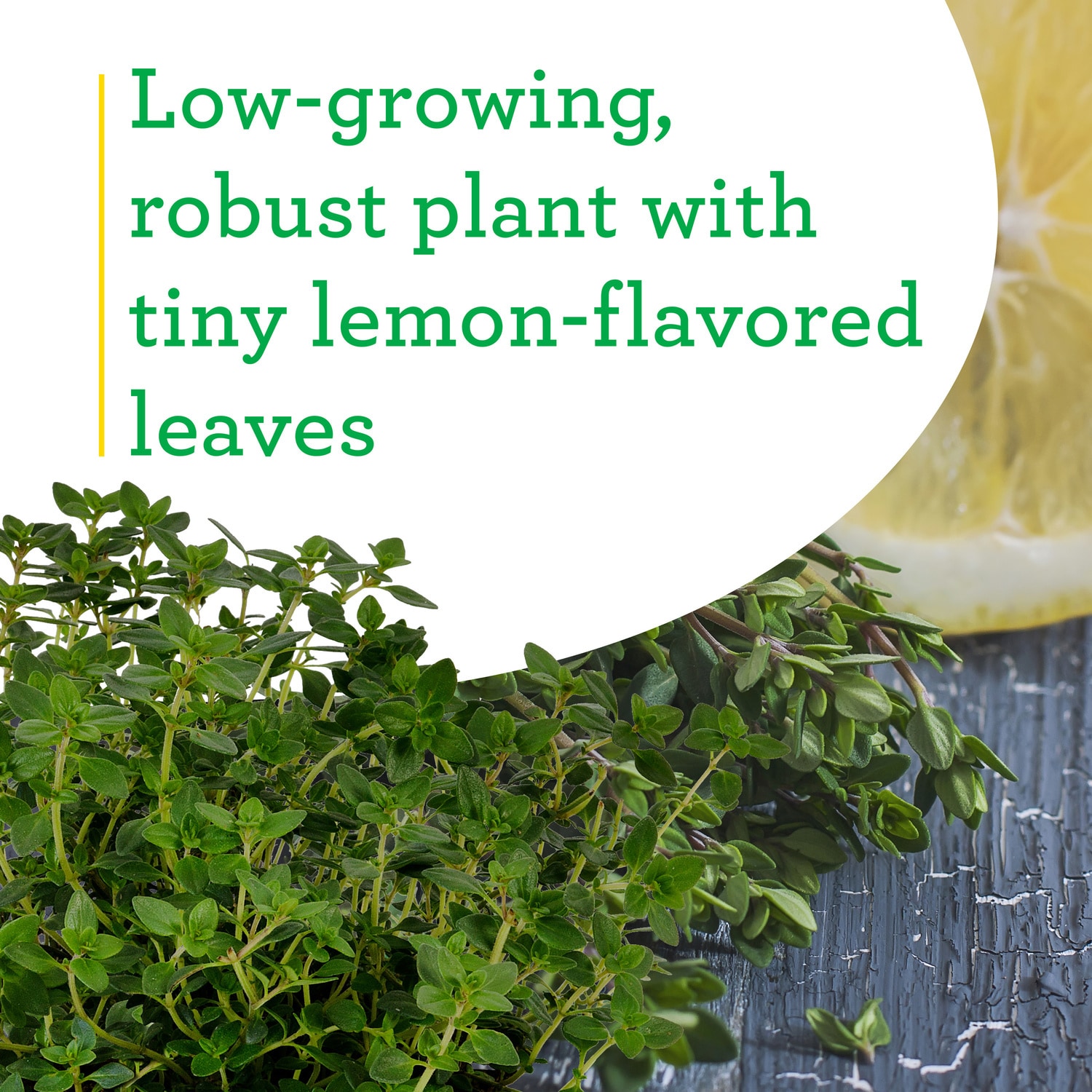 grow lemon thyme indoors