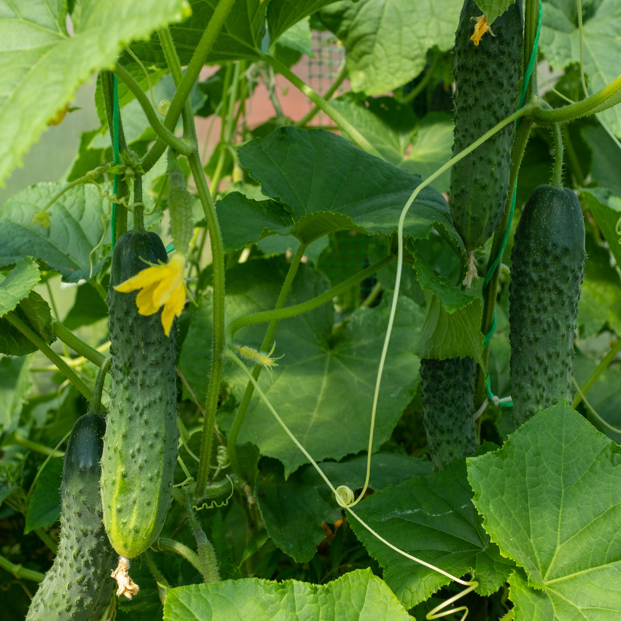 National Plant Network LW2257 Vegetable-Plants - View #3
