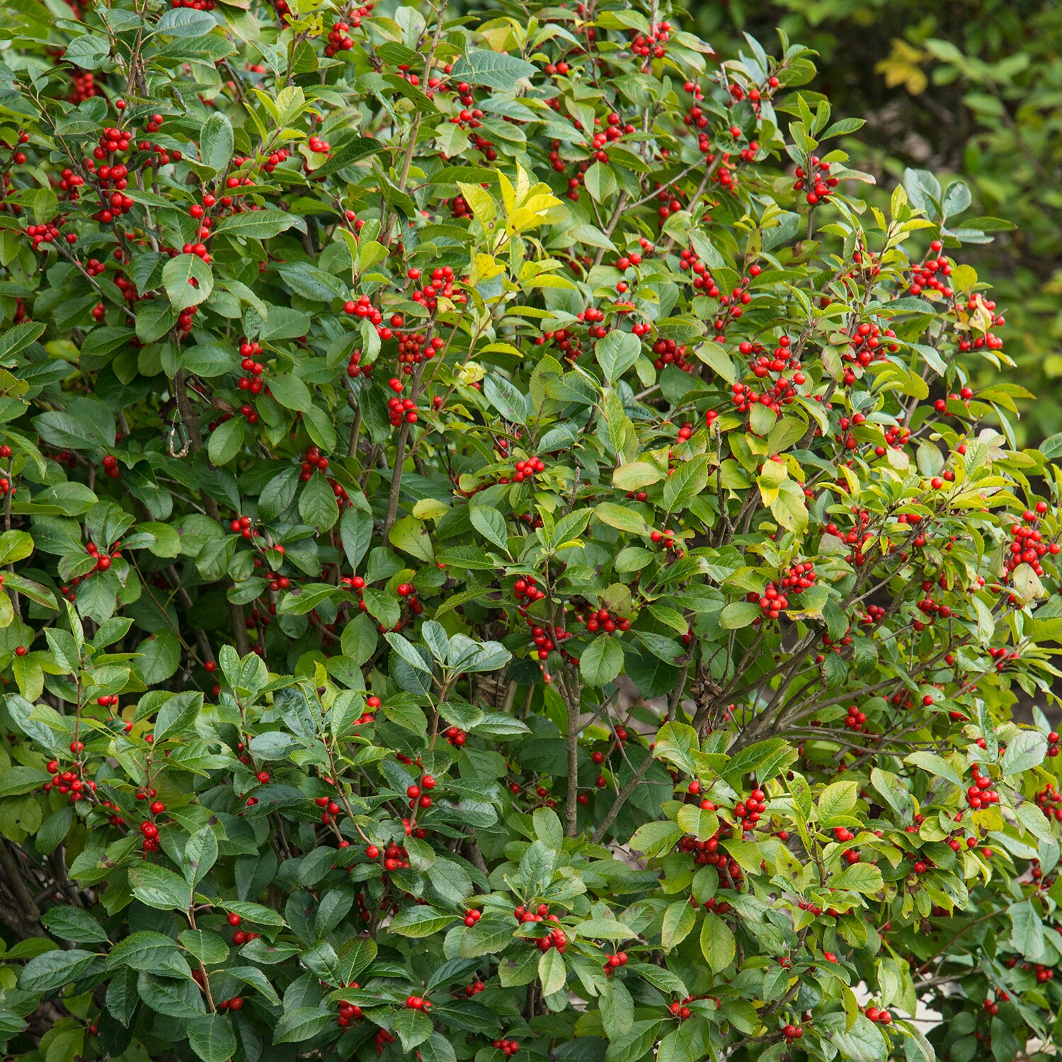 Spring Hill Nurseries 67458 shrubs - View #2