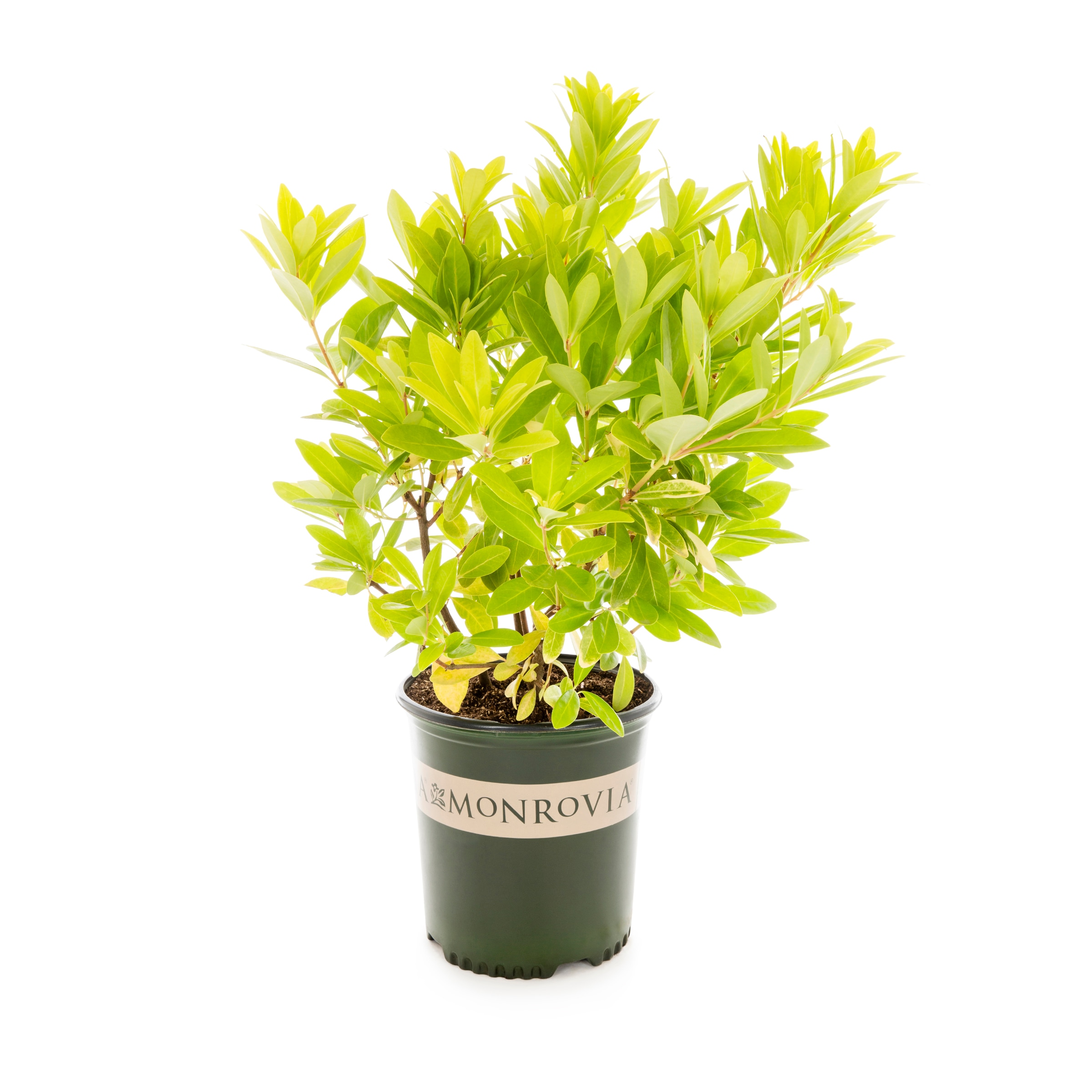 Monrovia 410143 Yellow Anise Florida Sunshine Accent Shrub in 2.54-Gallon (s) Pot