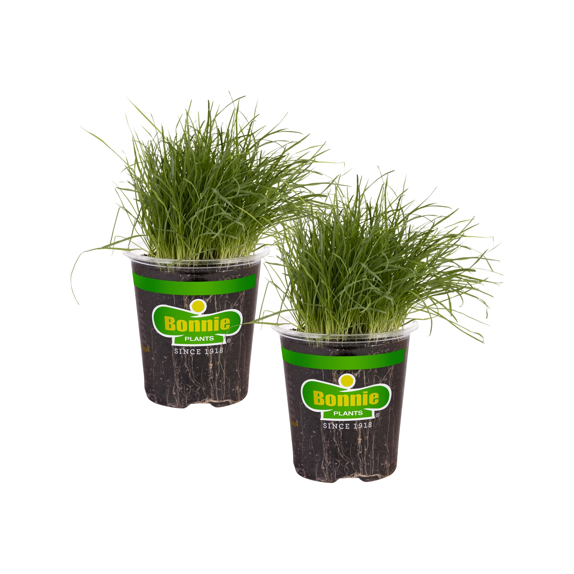 Bonnie Plants 202022 2 -Pack Pet Grass in 2 -Pack Pot