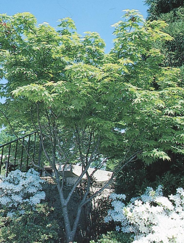  NURSERY 7.15-Gallon Red Feature Tree Japanese Maple In Pot (With Soil)