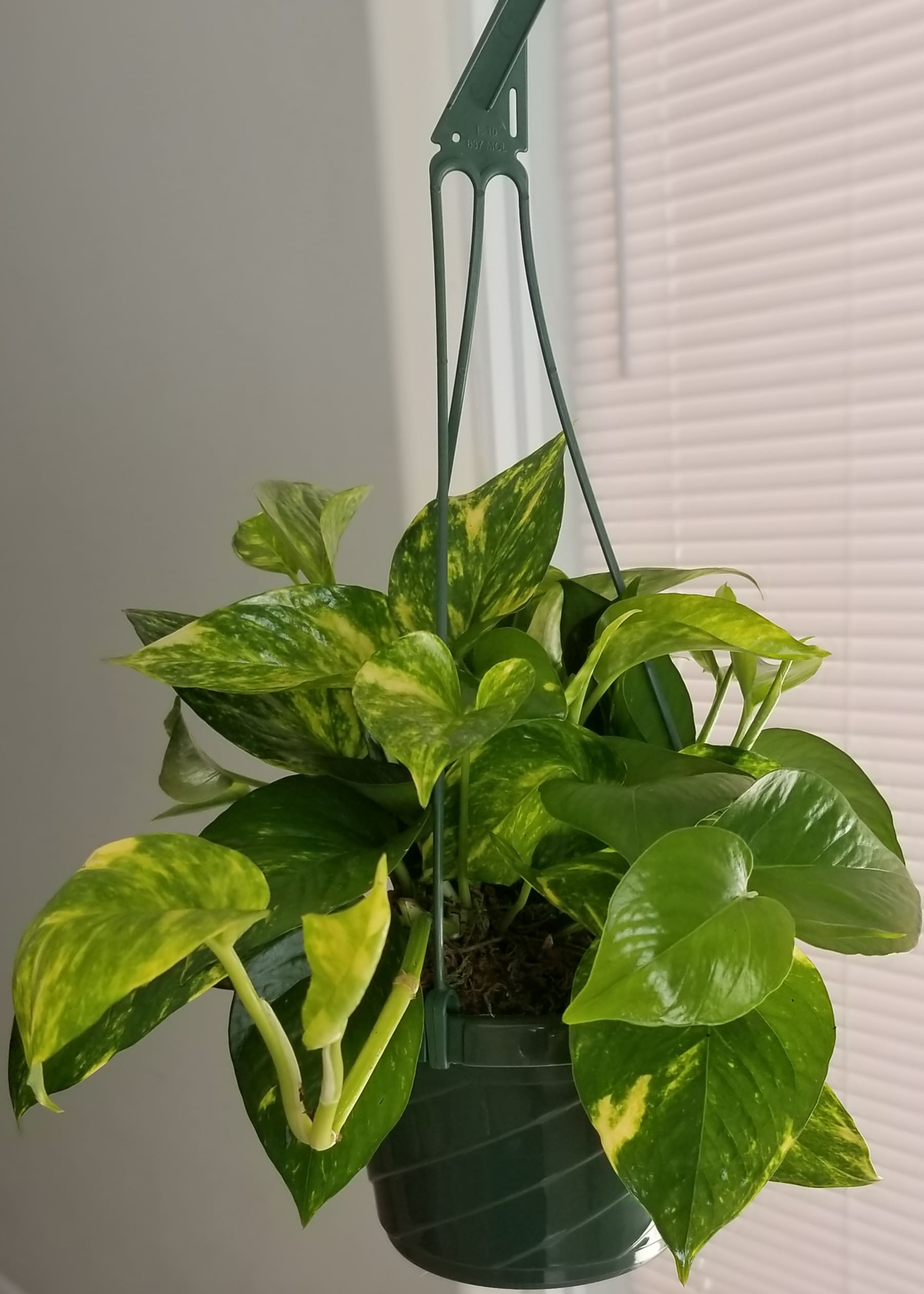 6 inch Golden Pothos Hanging Basket House Plant - Vining, Spotted ...