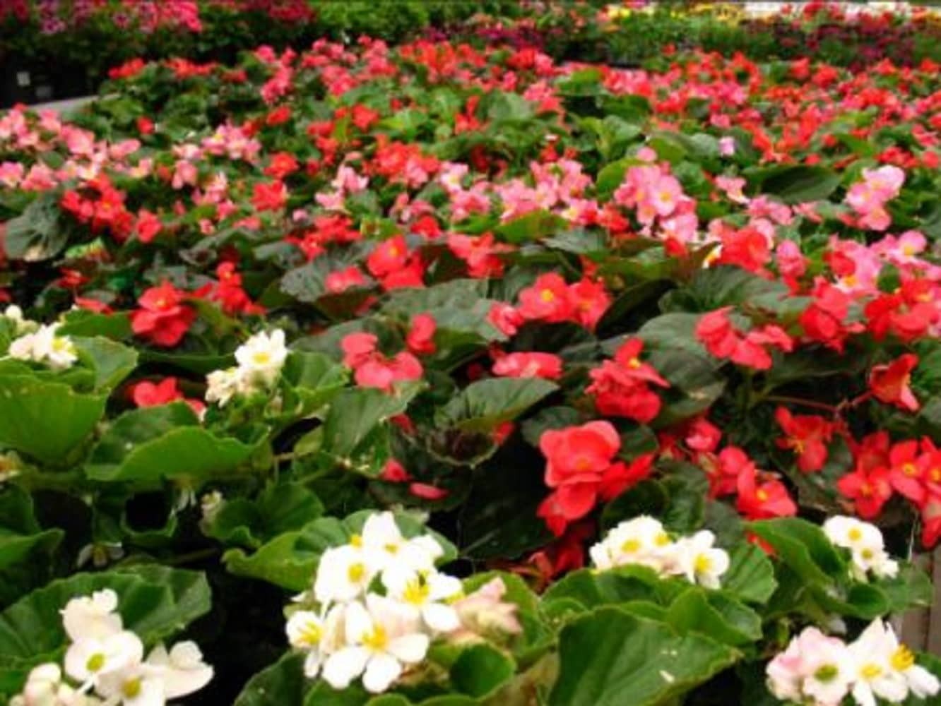 Multicolor Begonia in  Pot in the Annuals department at 