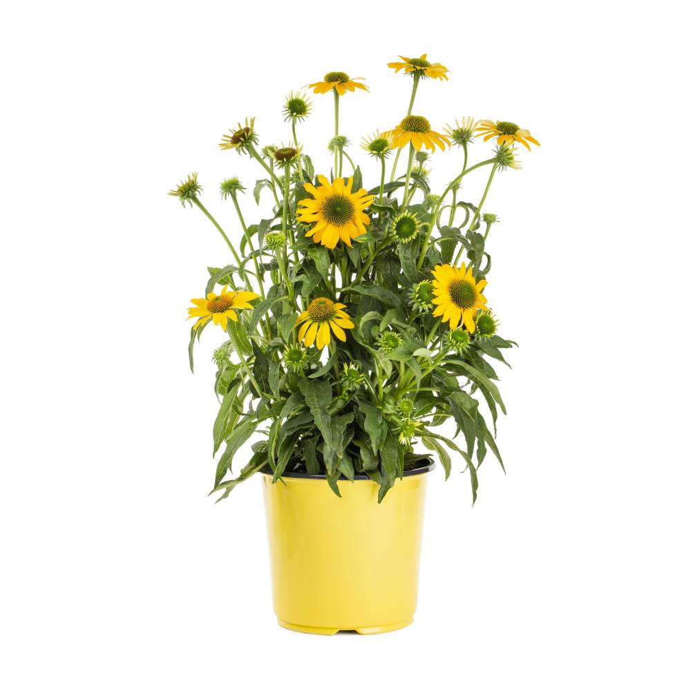1.5-Gallon in Pot Coneflower (L5556) in the Perennials department at ...