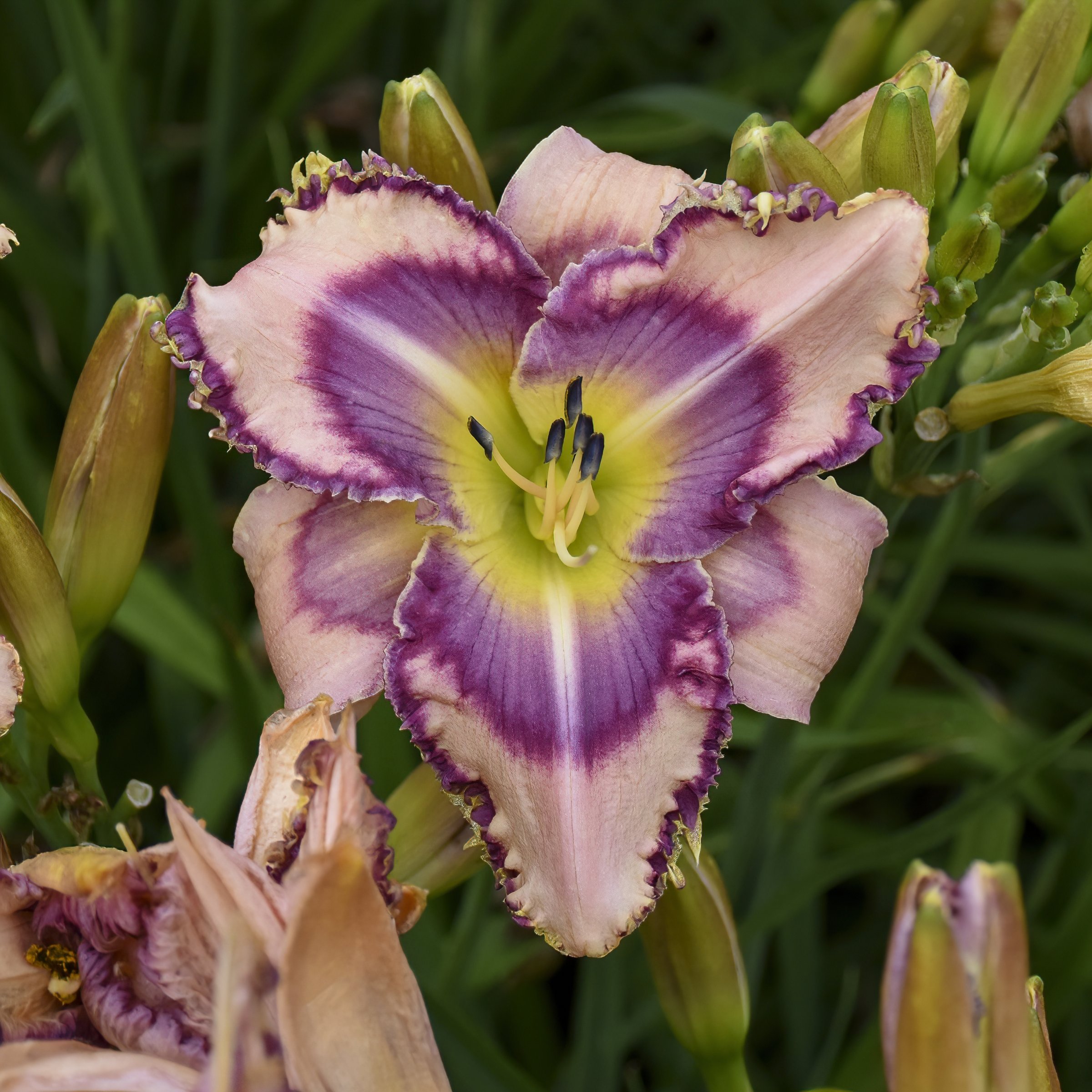 National Plant Network LW2609 Pink Daylily Handwriting on the Wall Plant in 3 -in Bareroot 3 -Pack