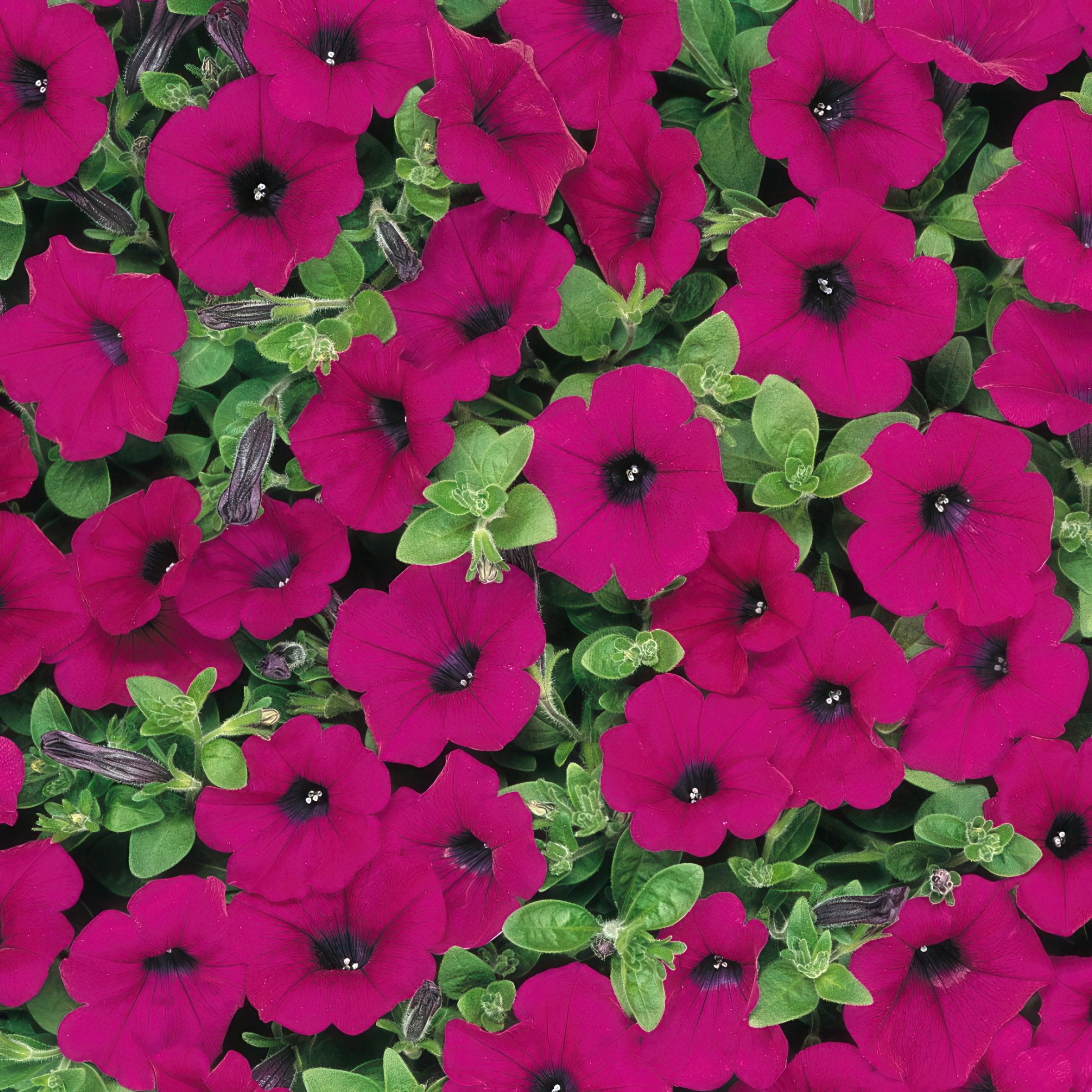 National Plant Network LW1940 Purple Petunia Wave Classic in 4-in Pot 3-Pack
