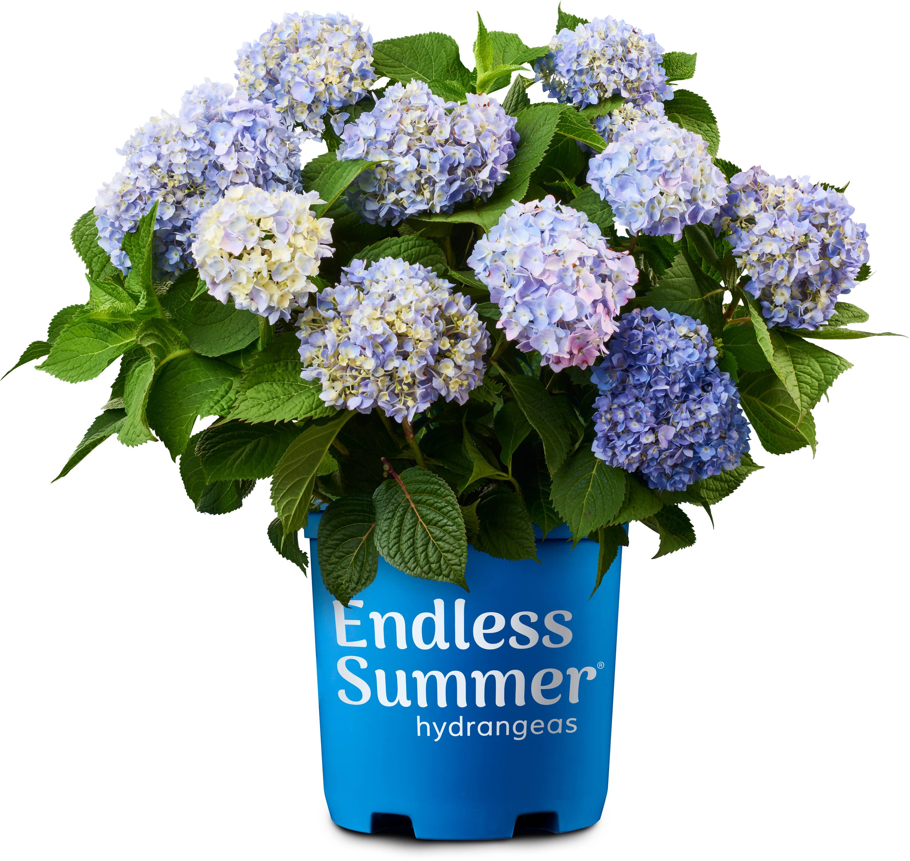 Lowe's The Original Reblooming Hydrangea Flowering Shrub in 3 -Gallon Pot 1.0 -Pack with Blue Blooms