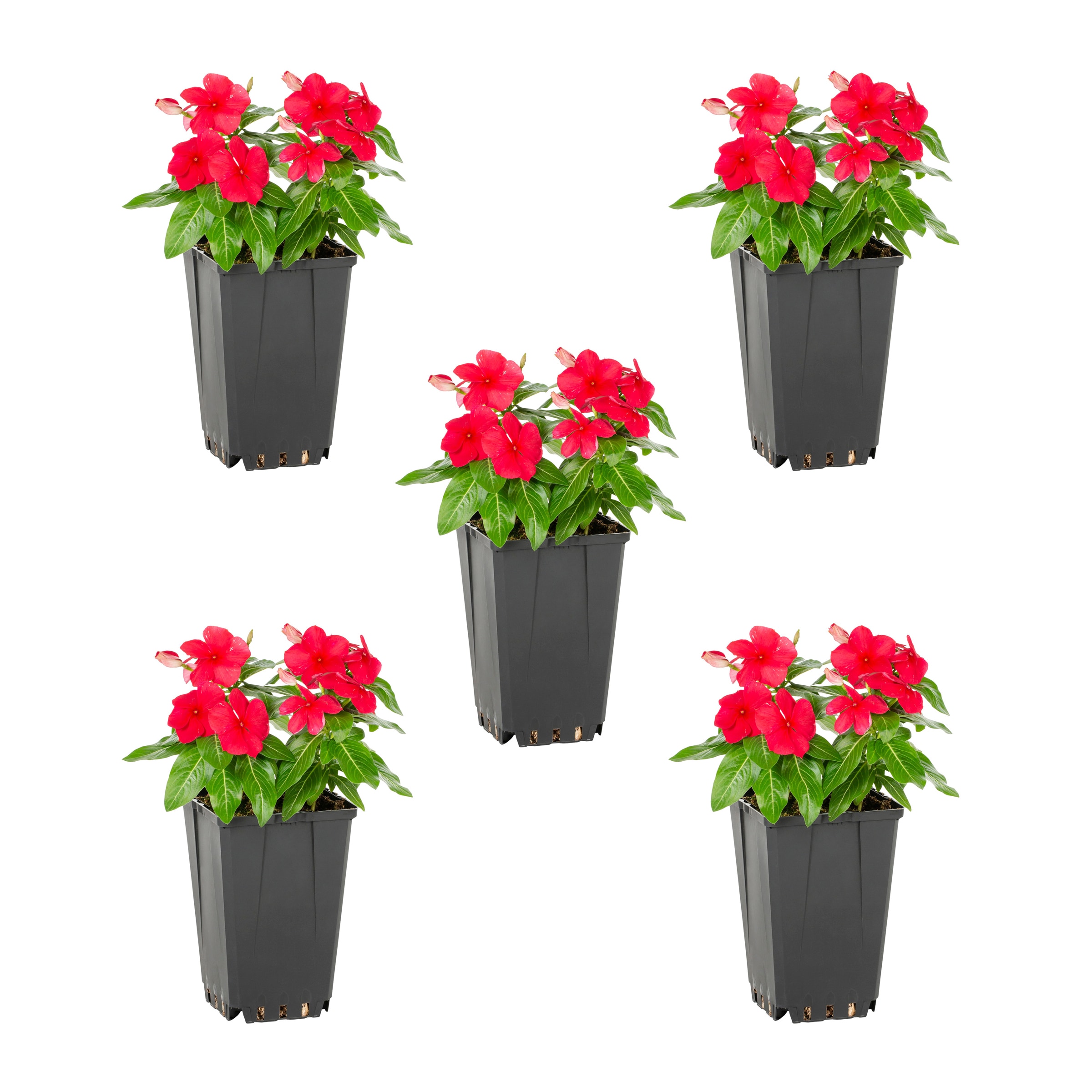 Metrolina Greenhouses 5079 Red Vinca in 1 Quart(s) Planter 5 -Pack