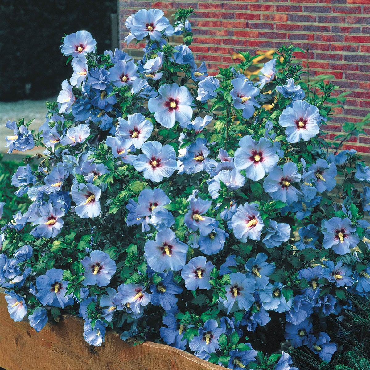 Spring Hill Nurseries 77246 Flowering Bluebird Rose of Sharon Flowering Shrub in 1 -Pack Bare root with Blue Blooms