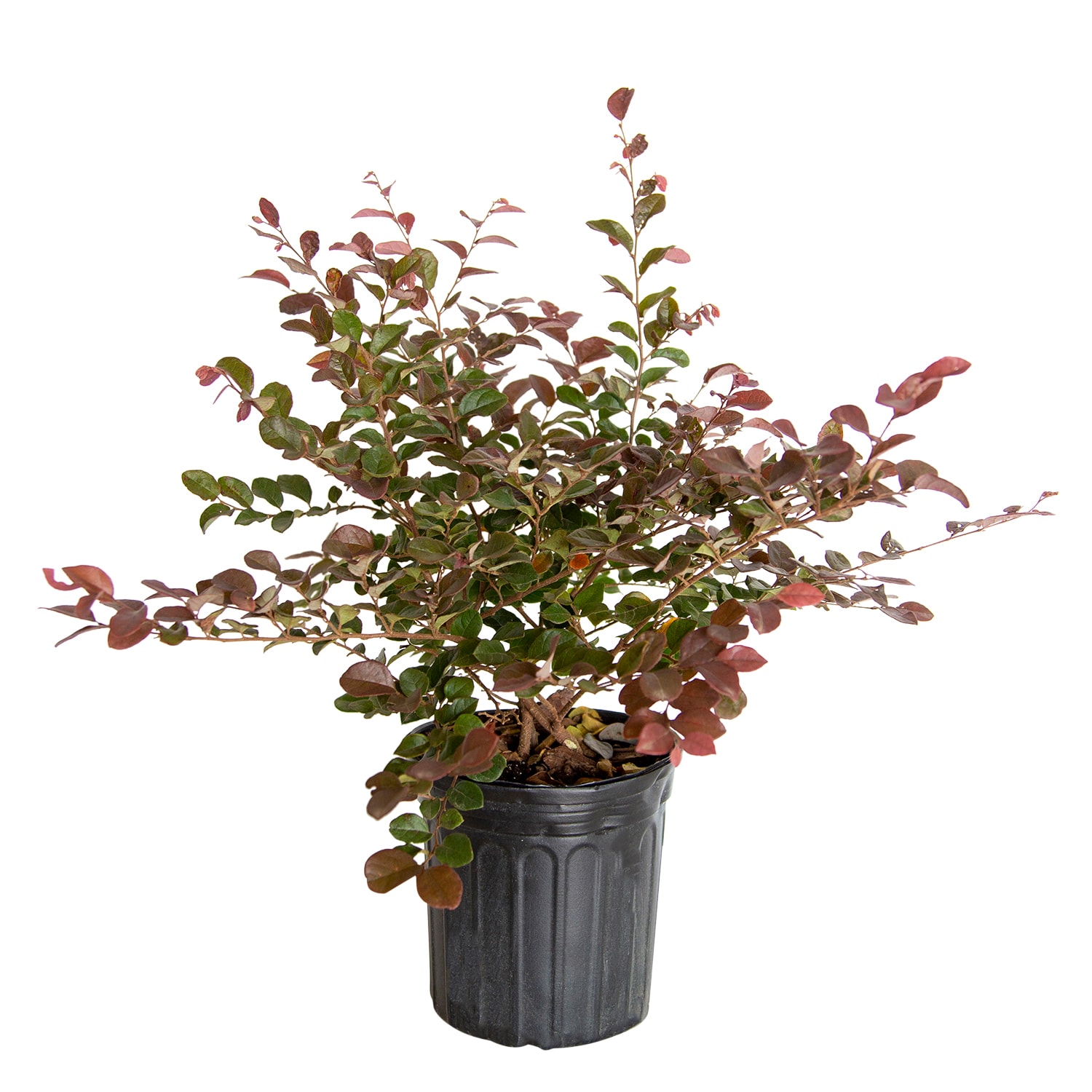 Flowerwood 3979Q-1 Ruby Loropetalum Foundation/Hedge Shrub in 2.5 -Quart Pot 1 -Pack with Purple Blooms