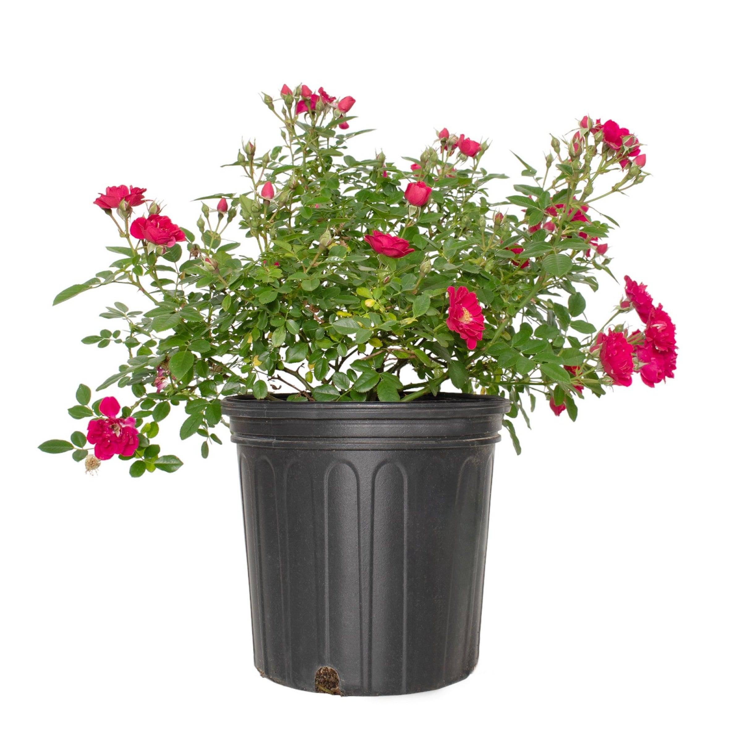 National Plant Network LW1792 roses - View #6