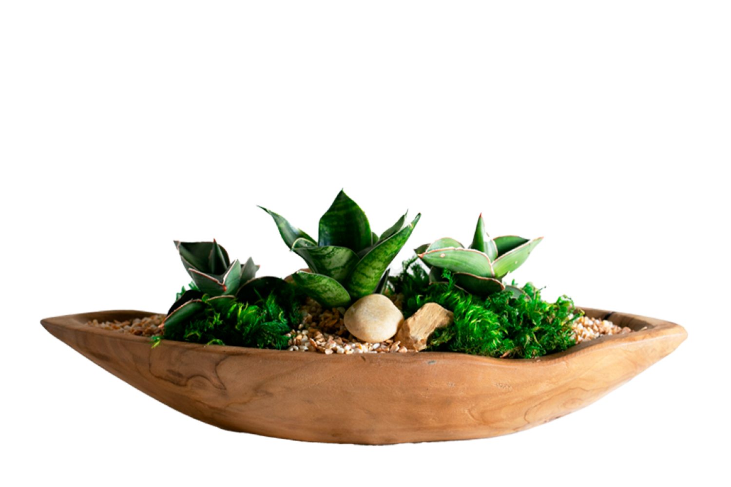 LiveTrends SM Teak Basin - Assorted Foliage House plant in 1 -Pack Pot 1 -Pack #NEW03391