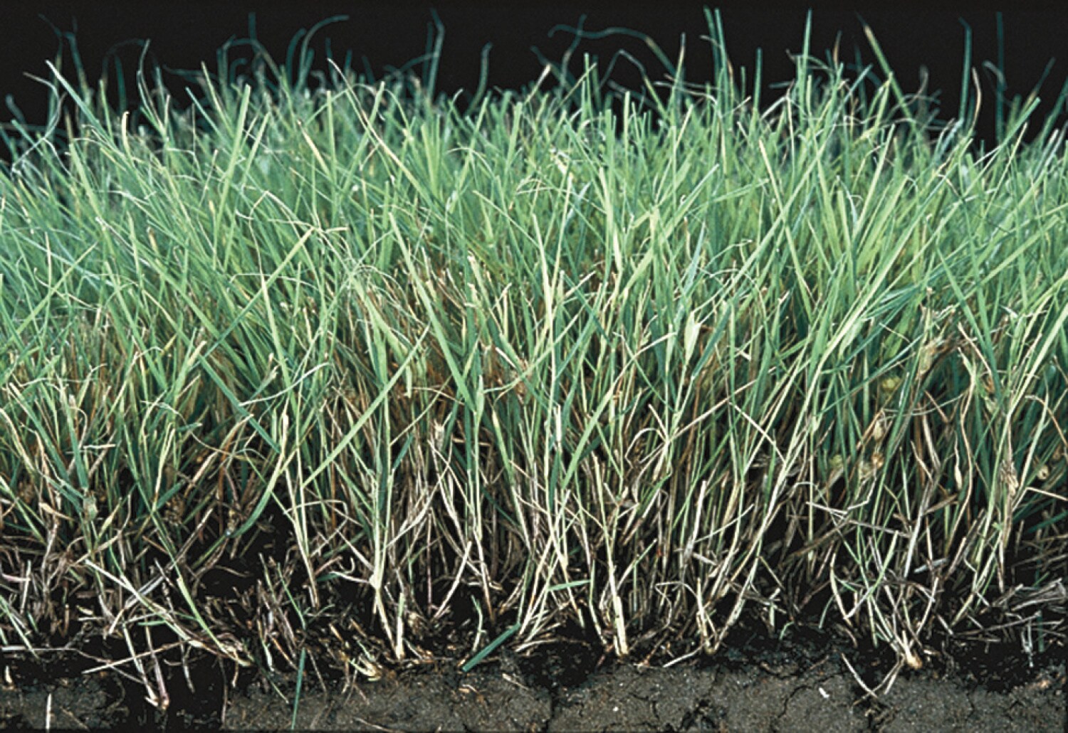 Gardens Alive! 09547 Grass-Seed - View #2