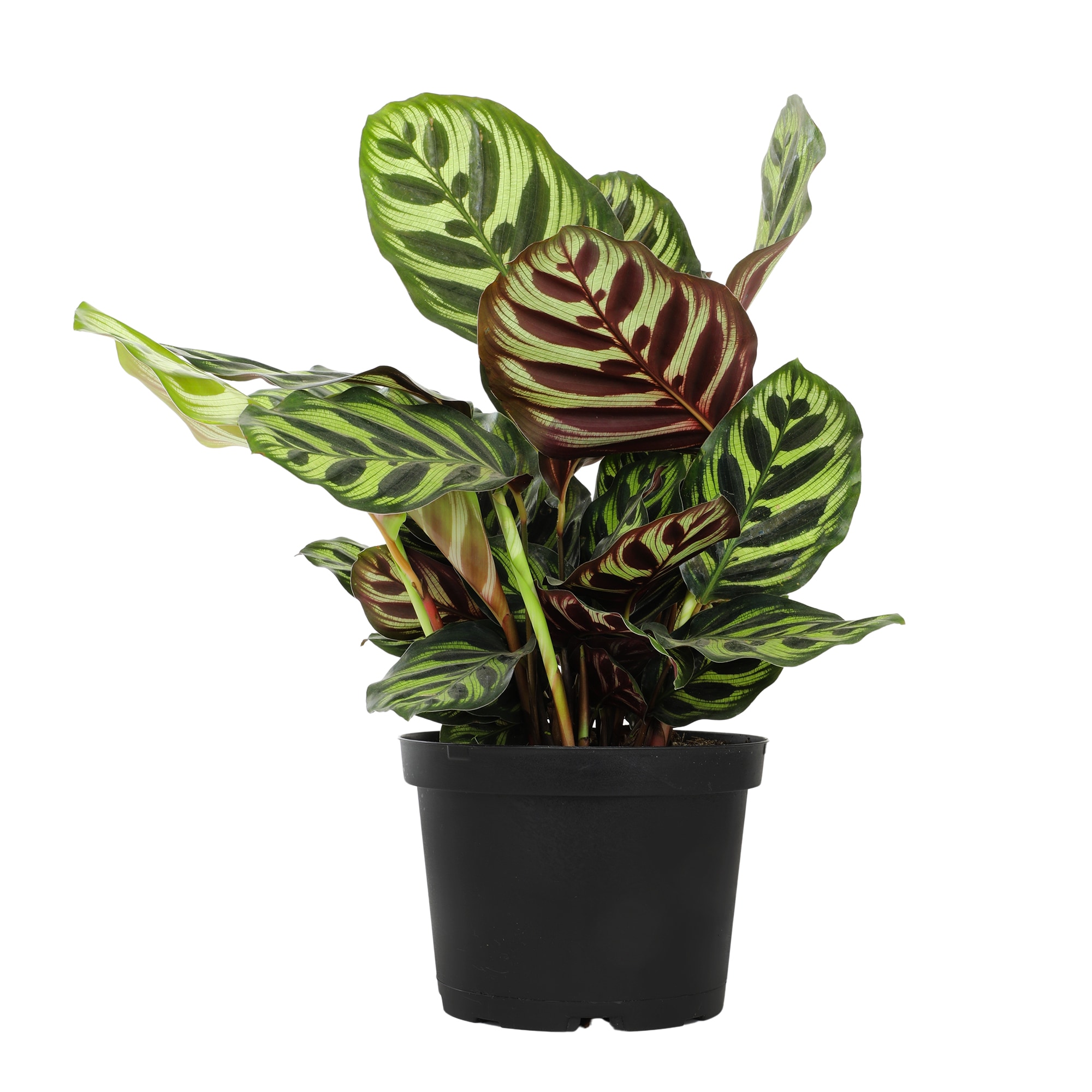 Altman Plants 0881601 hseplants - View #2