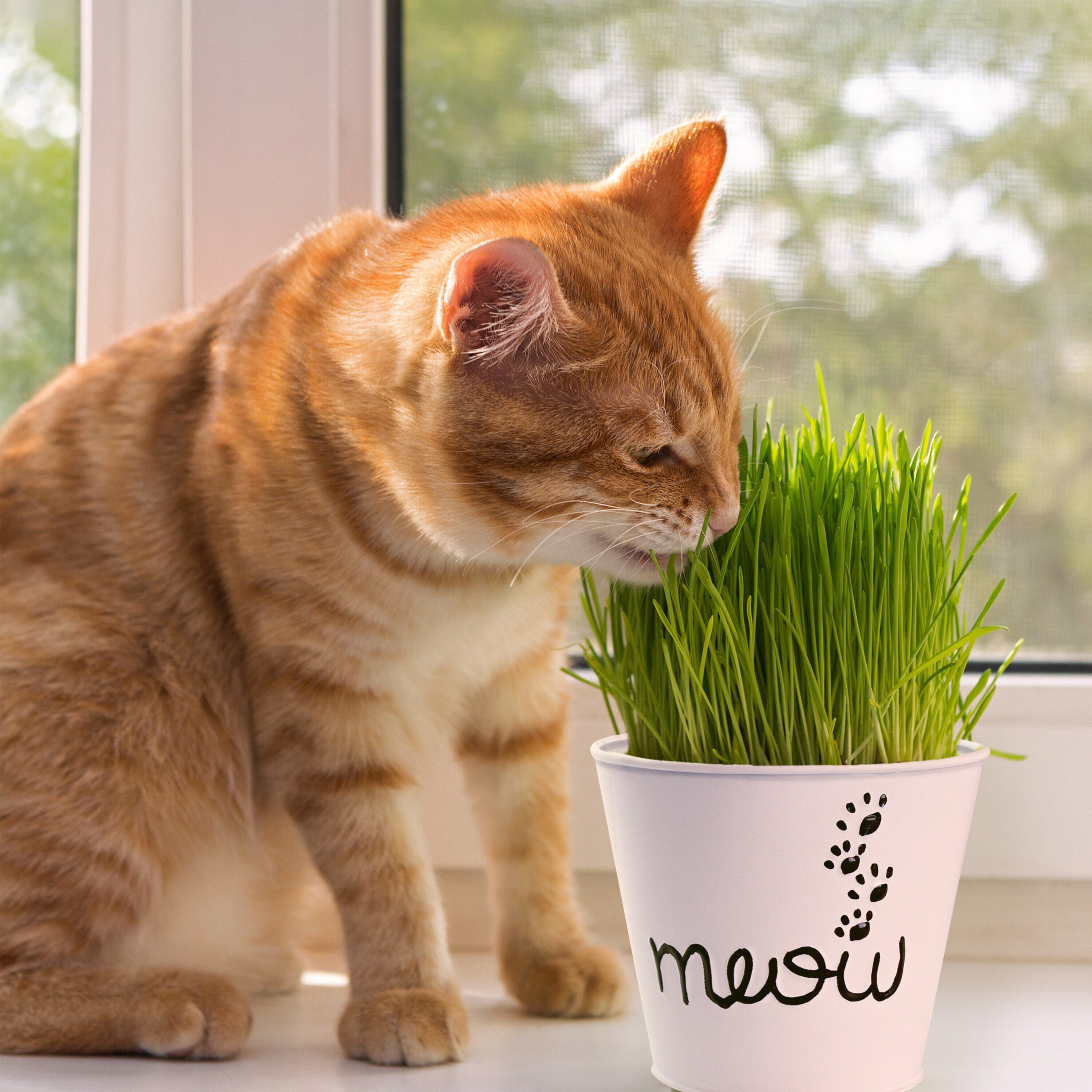 Garden State Bulb 2-Pack Cat Grass Herb Grow Kit with Mouse Toy (2-Pack ...