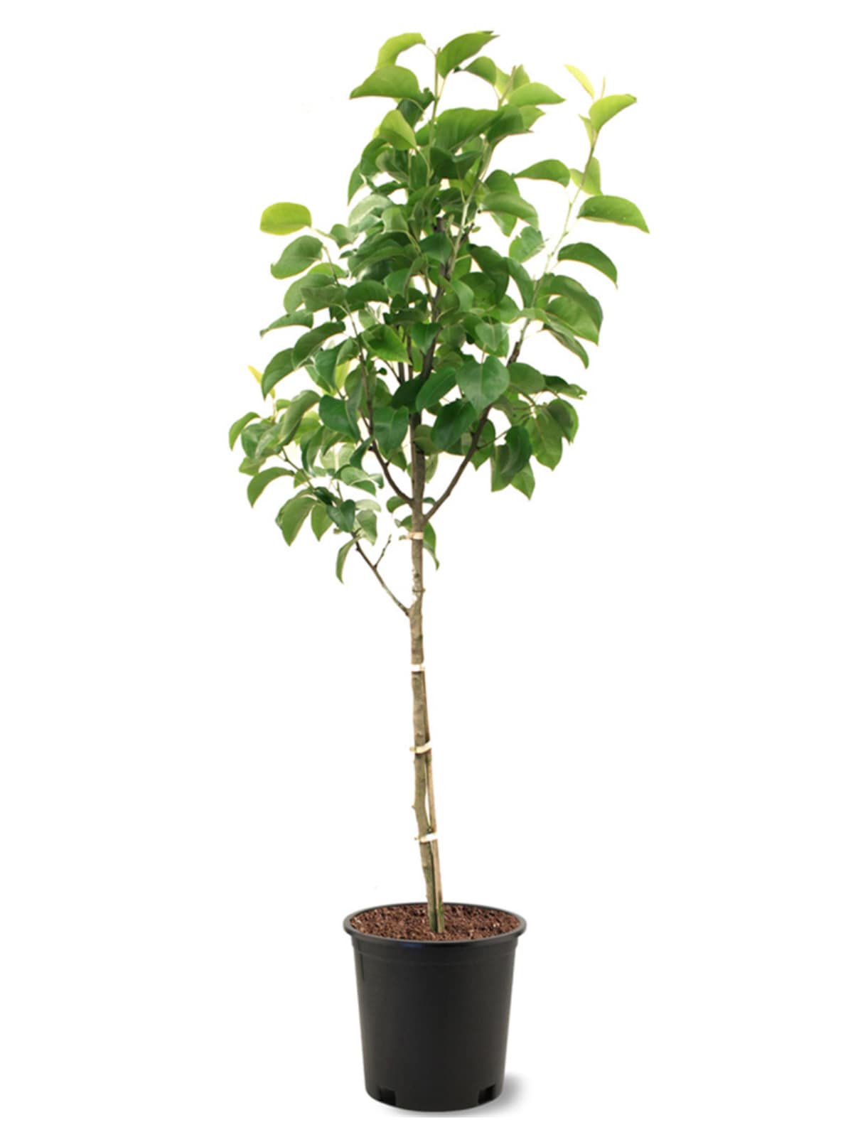 Southern Planters PEAKOR05G 3.84 -Gallon White Fruit Korean Giant Pear In pot (with soil)