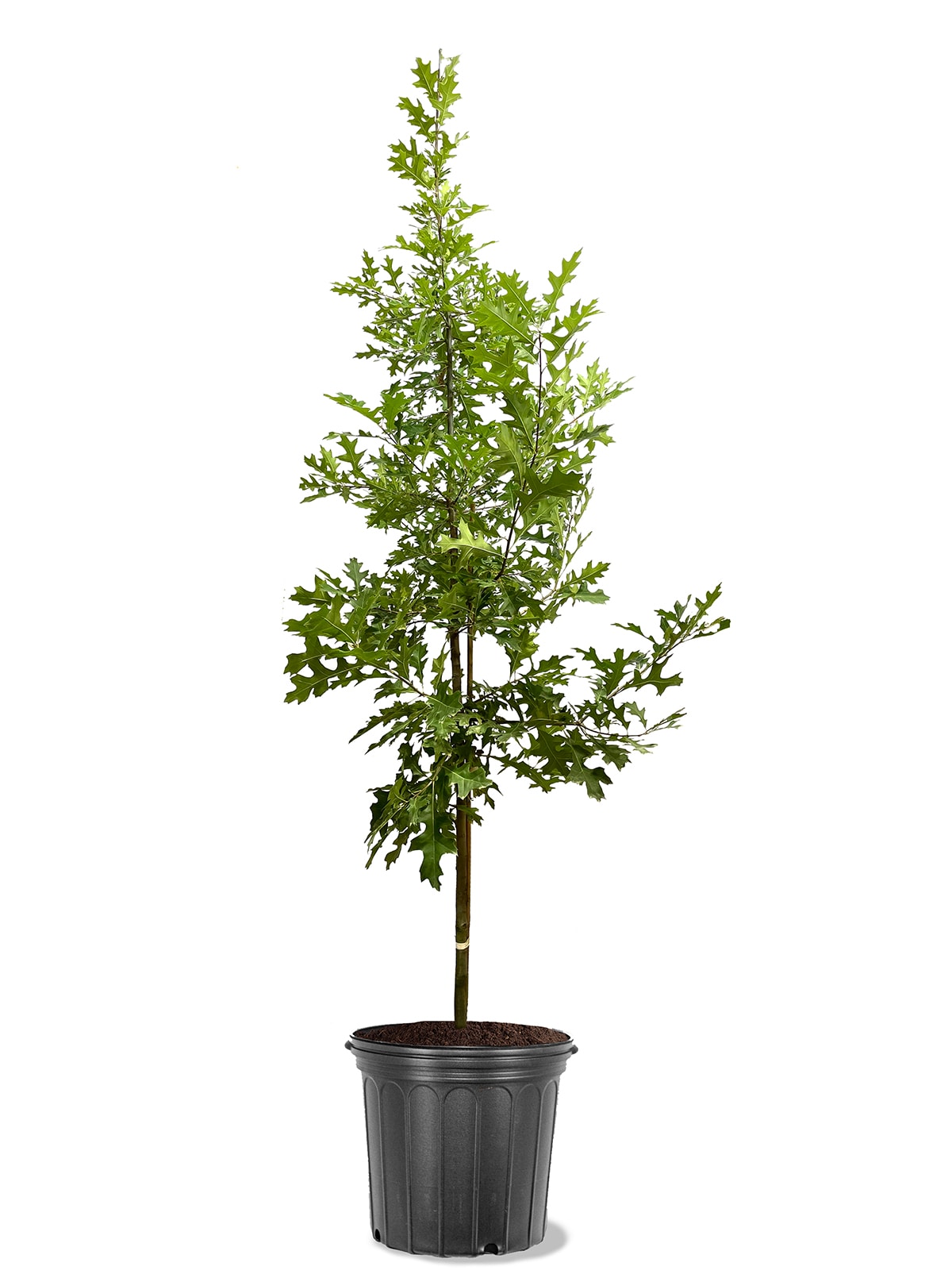 Southern Planters OAKRED05G 5 -Gallon Green Shade Red Oak In pot (with soil)