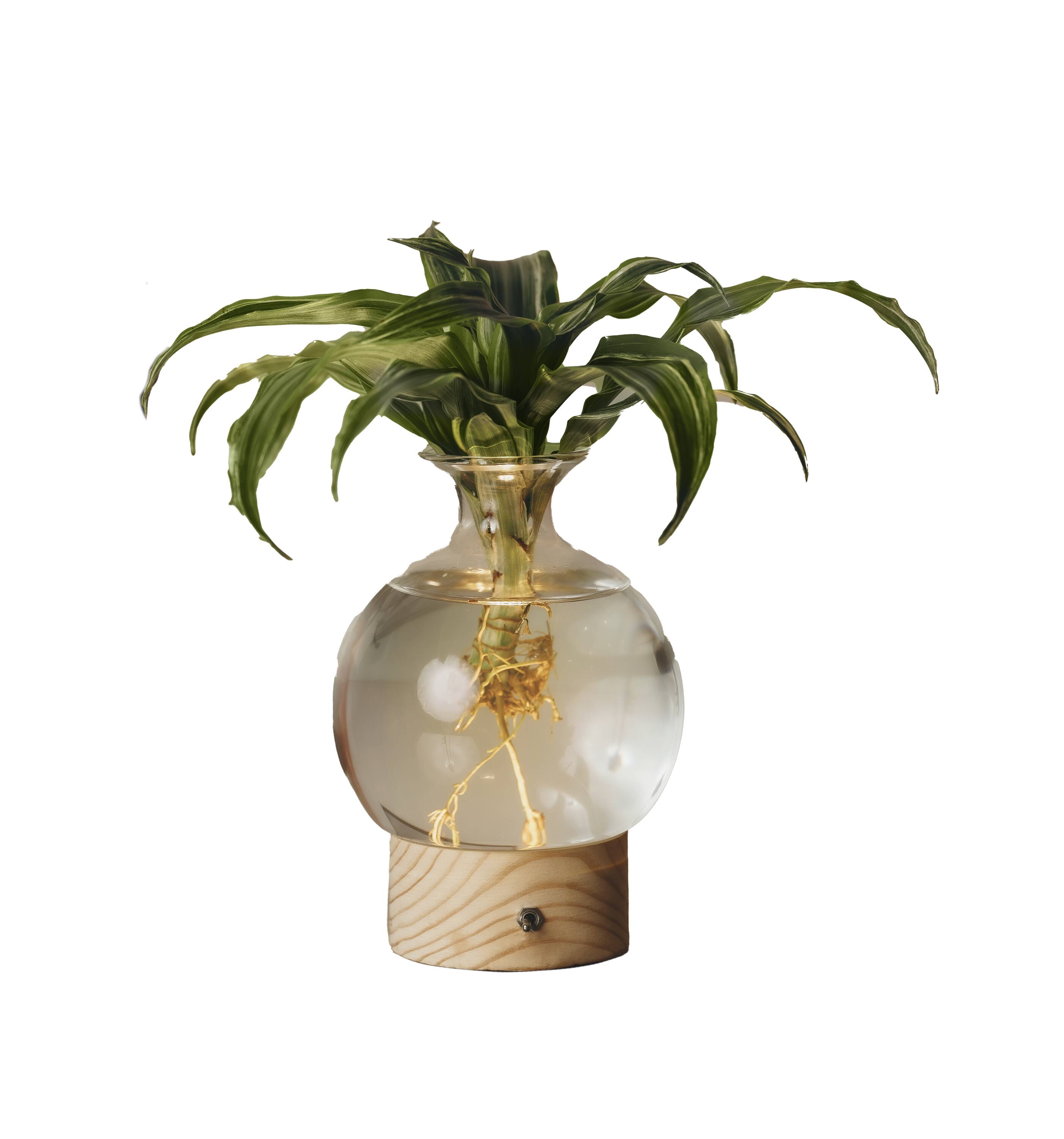 LiveTrends ASB06863 Illuminate House plant in 1 -Pack Pot 1 -Pack