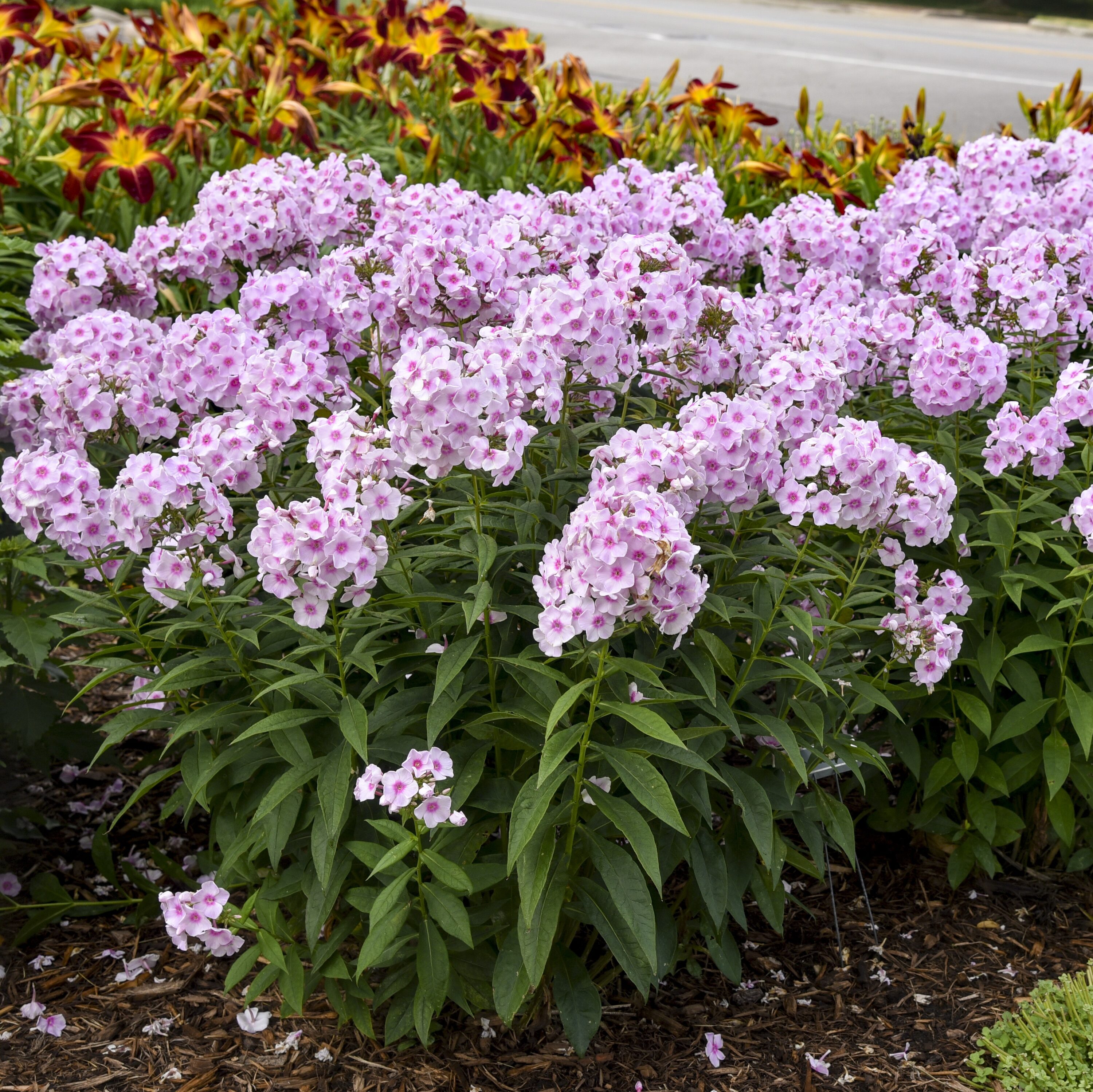 Proven Winners PHLPWP3006102 perennials - View #7
