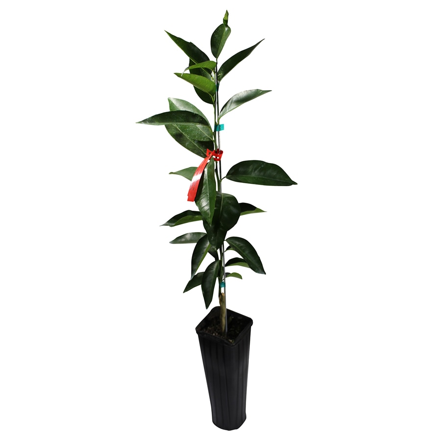 GrowScripts GSC-TNG-4CPT Tangerine Plant Pot