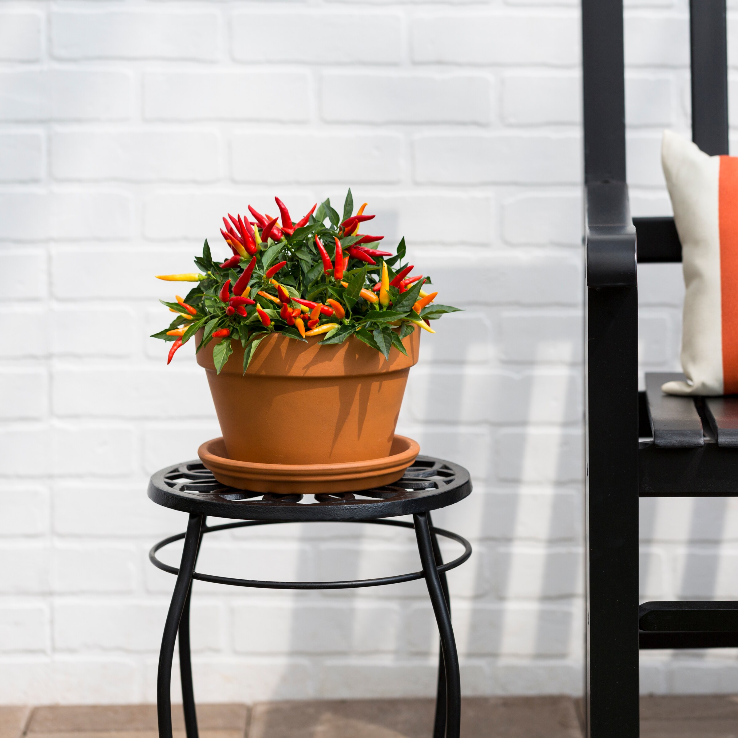 Lowe's 5994153 annuals - View #3