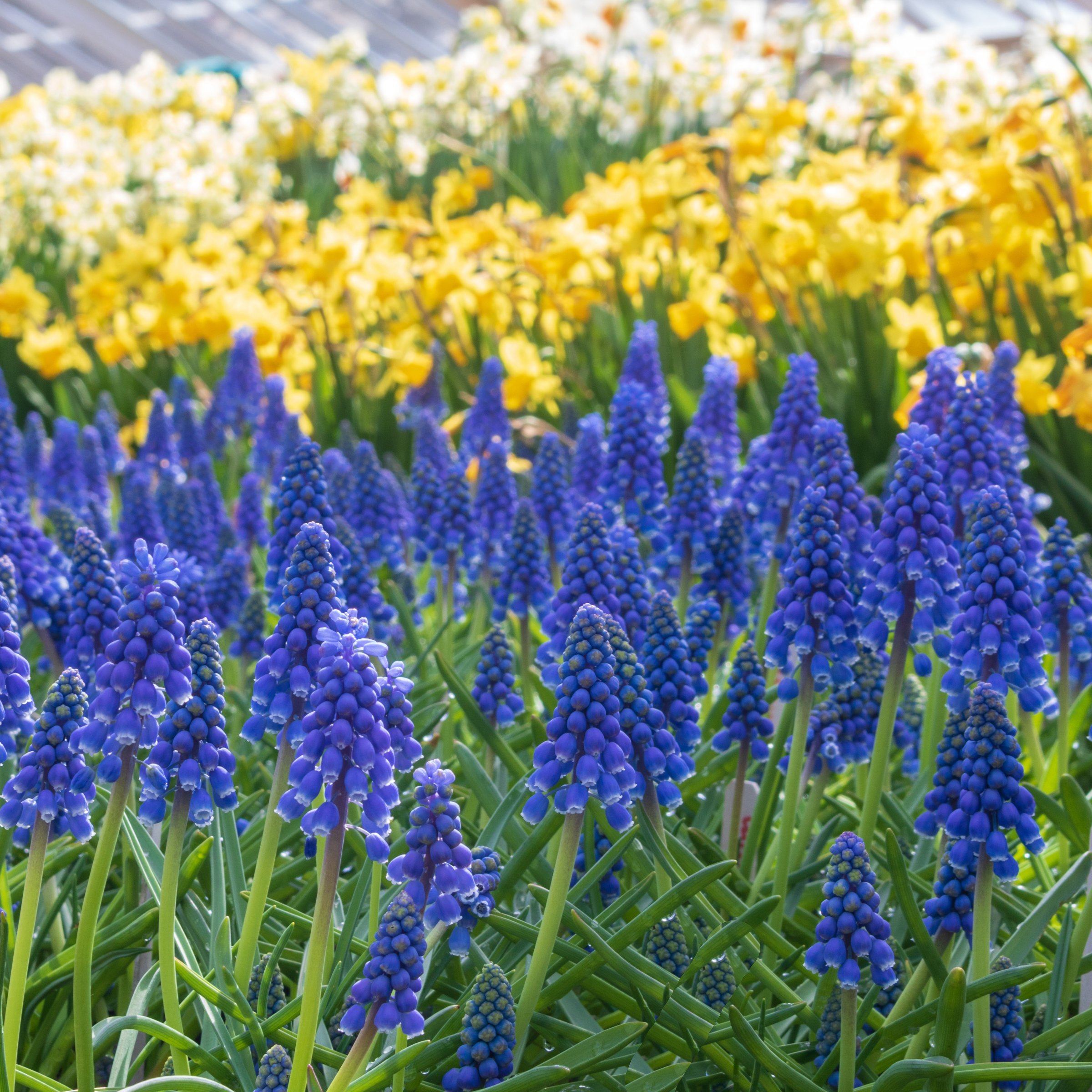 National Plant Network LW3137 Plant-Bulbs - View #10