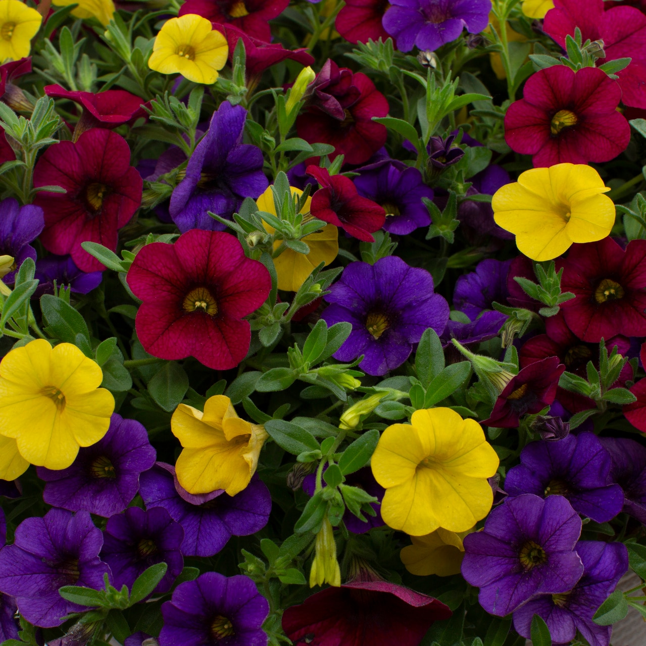 Metrolina Greenhouses 4857 annuals - View #2