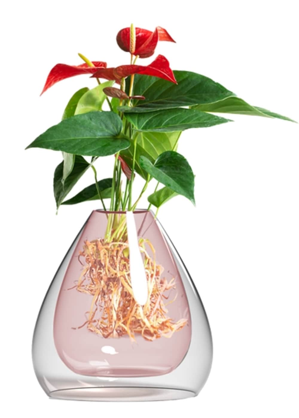 LiveTrends MDPROMO2 BLUSH ROOTS House plant in 1 -Pack Pot 1 -Pack