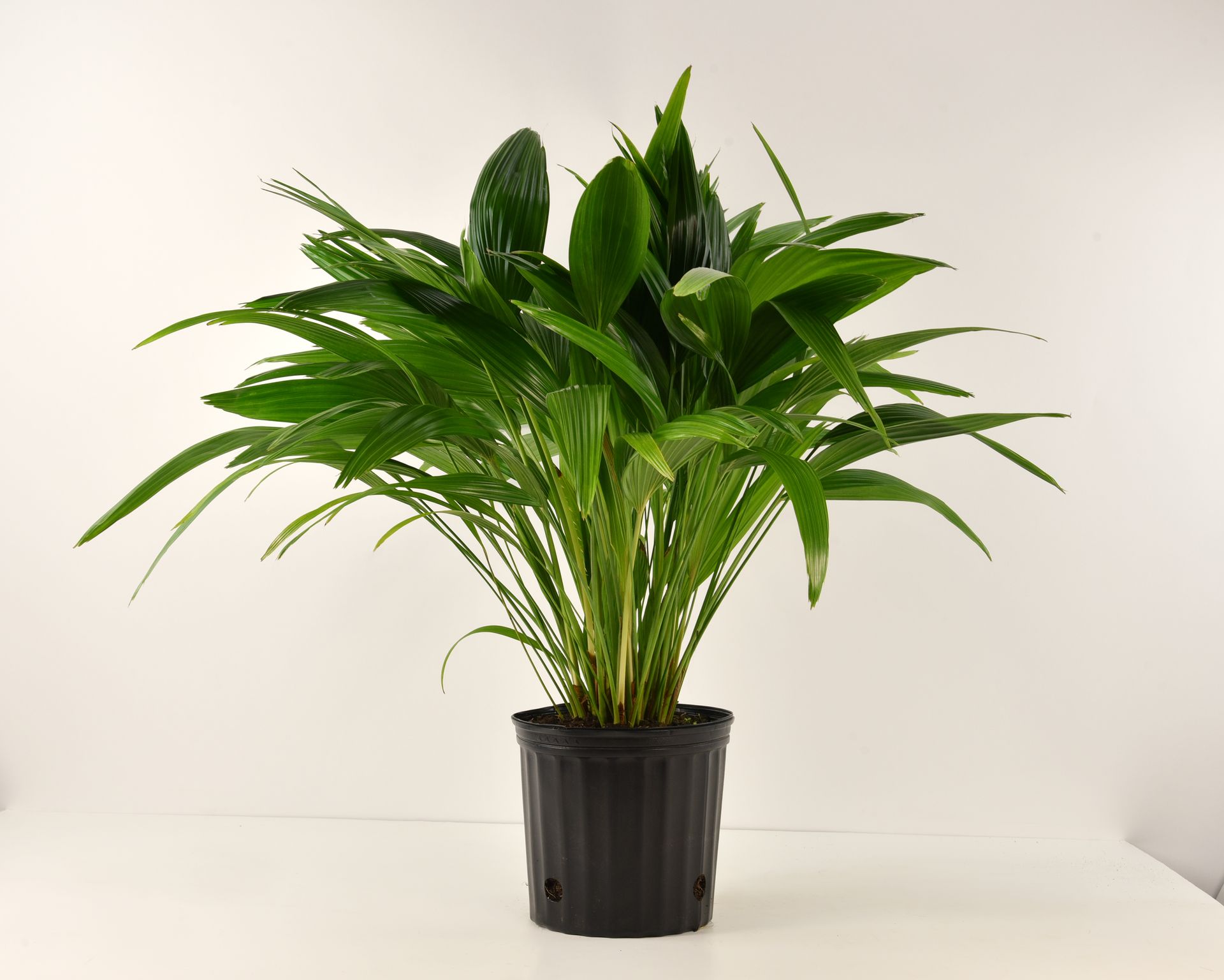 National Plant Network LW7760 hseplants - View #3