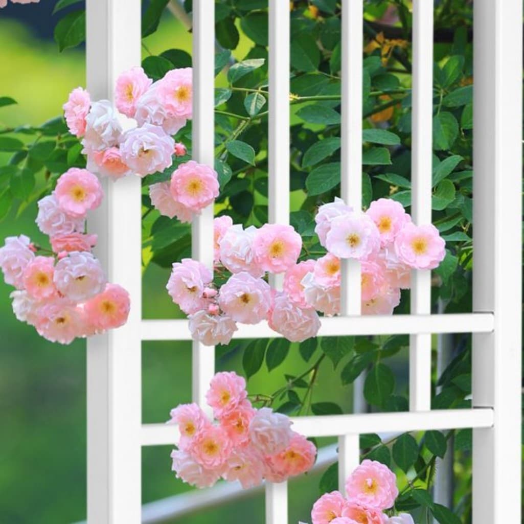 AHIOU HOME ZAAHD-HQ1P5GGT Garden-Trellis - View #8