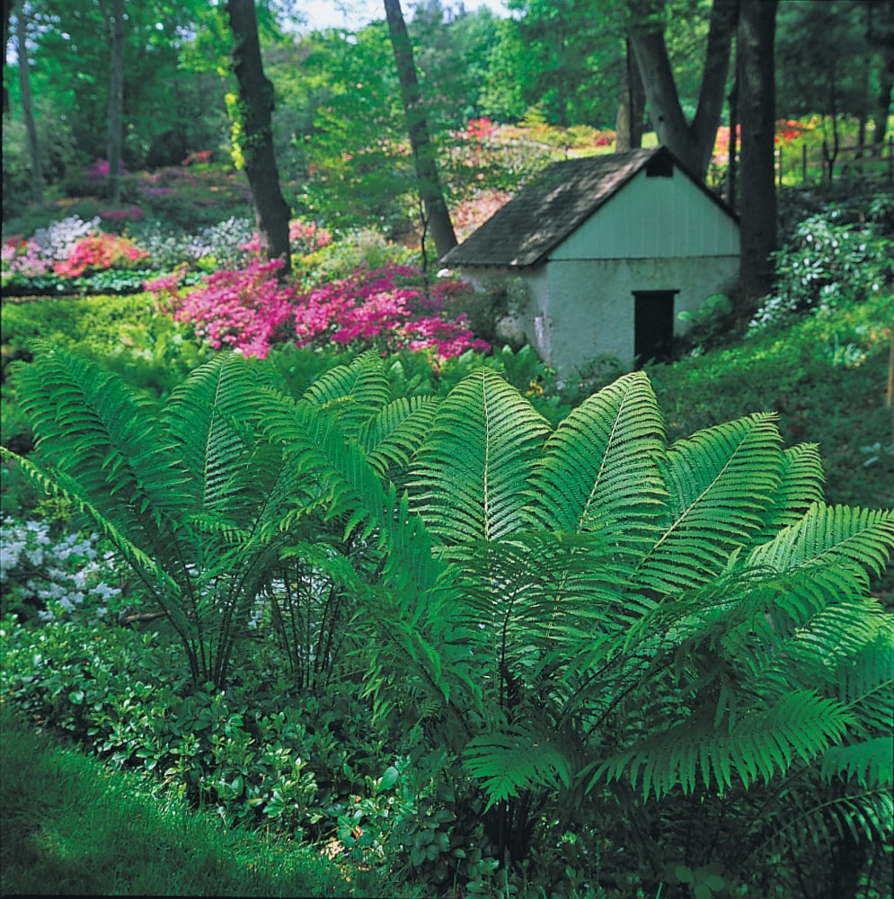 Spring Hill Nurseries 01656 perennials - View #4