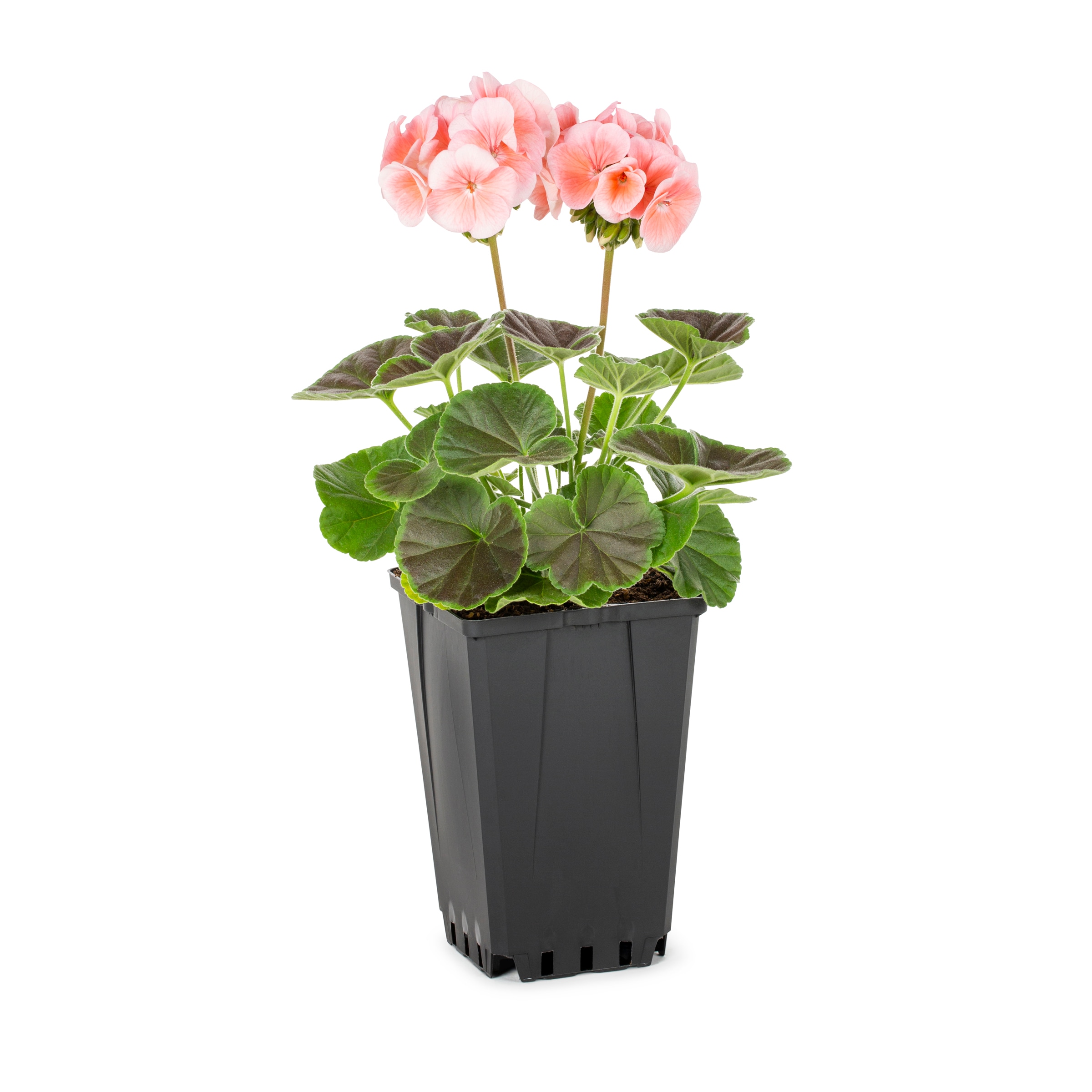 Lowe's Multicolor Geranium in 1-Quart Pot in the Annuals department at ...