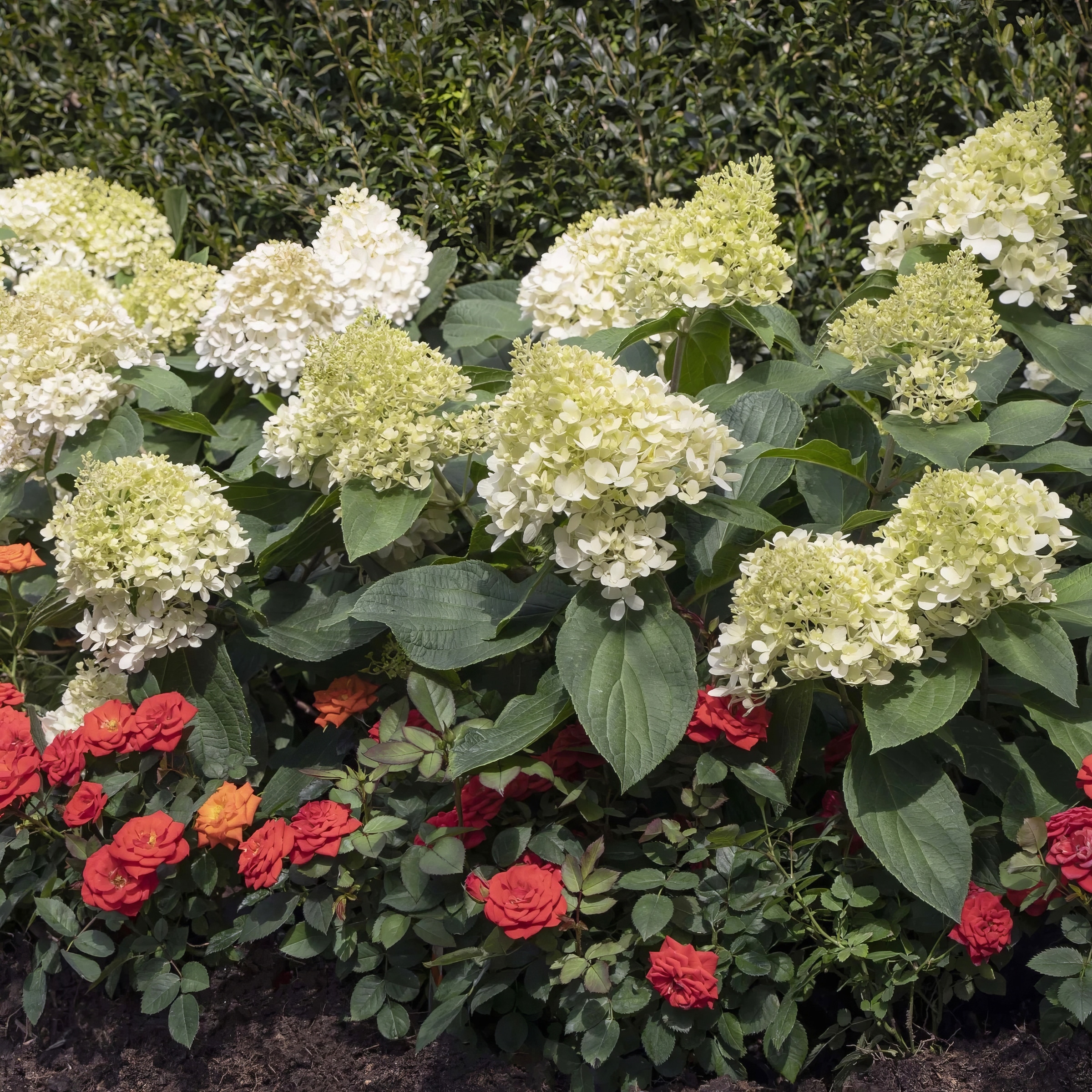 National Plant Network Pink Hydrangea Flowering Shrub in 3 Pack(s) Pot ...