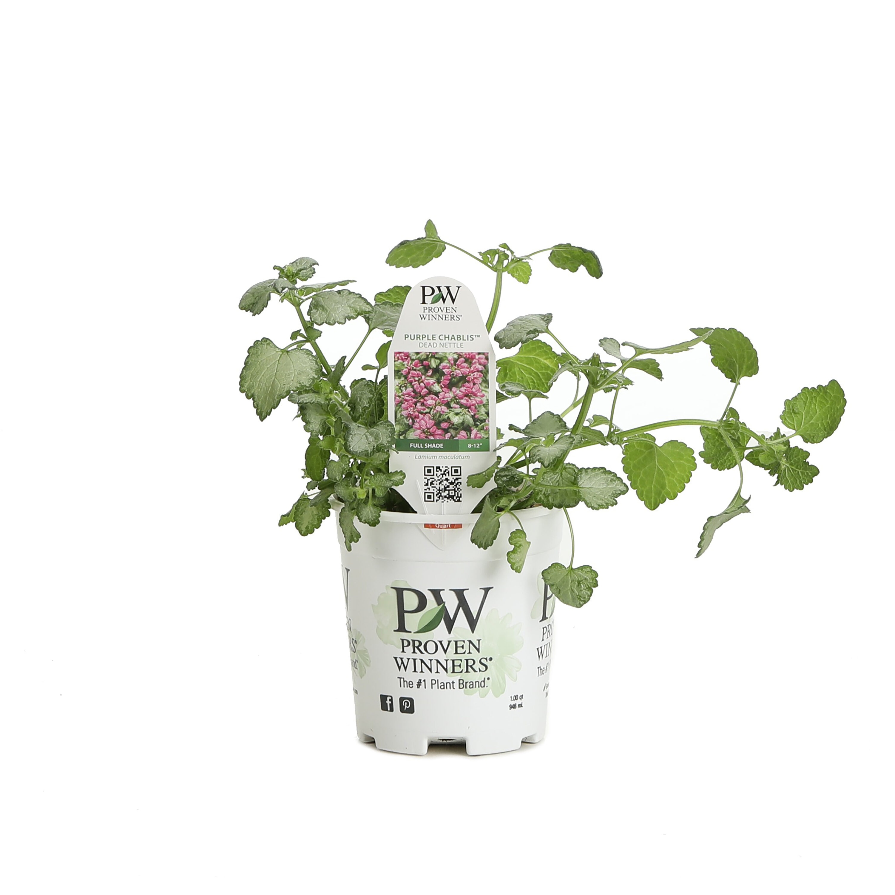 Proven Winners LMIPRS2017800 perennials - View #2